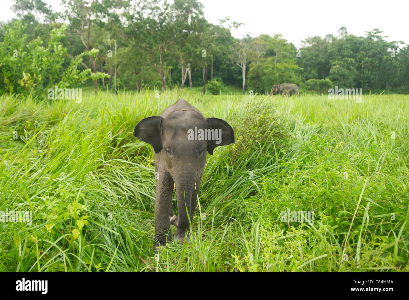 Bambino elefante asiatico, prigioniero, Gunung Leuser National Park, Indonesia. Foto Stock