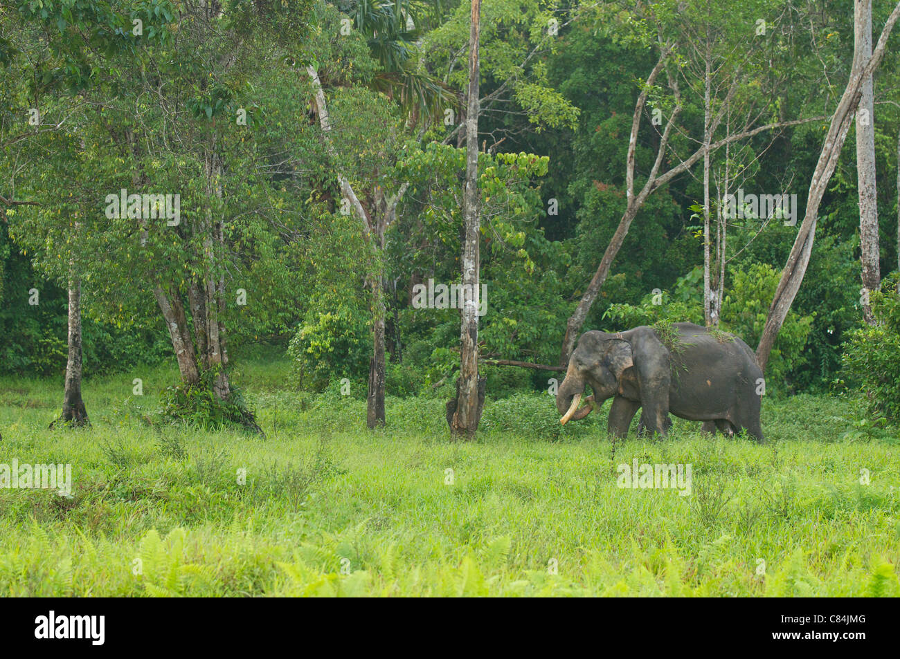 Adulto captive elefante asiatico pascolo nel Gunung Leuser National Park, Indonesia Foto Stock