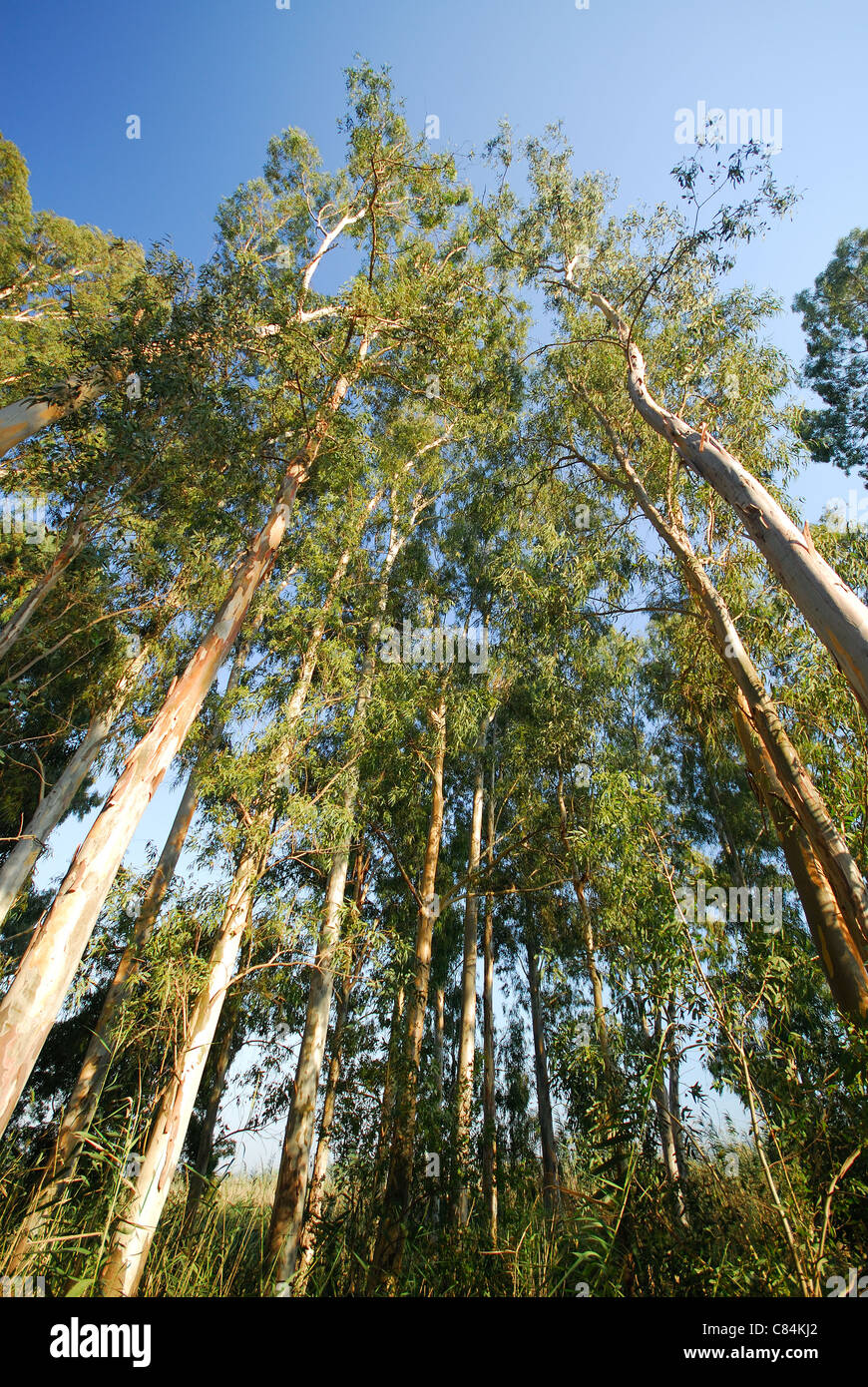 La Turchia. Alberi di eucalipto Eucalyptus globulus. Foto Stock