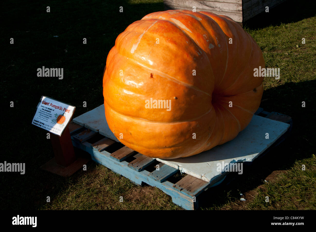 Zucca gigante. Foto Stock