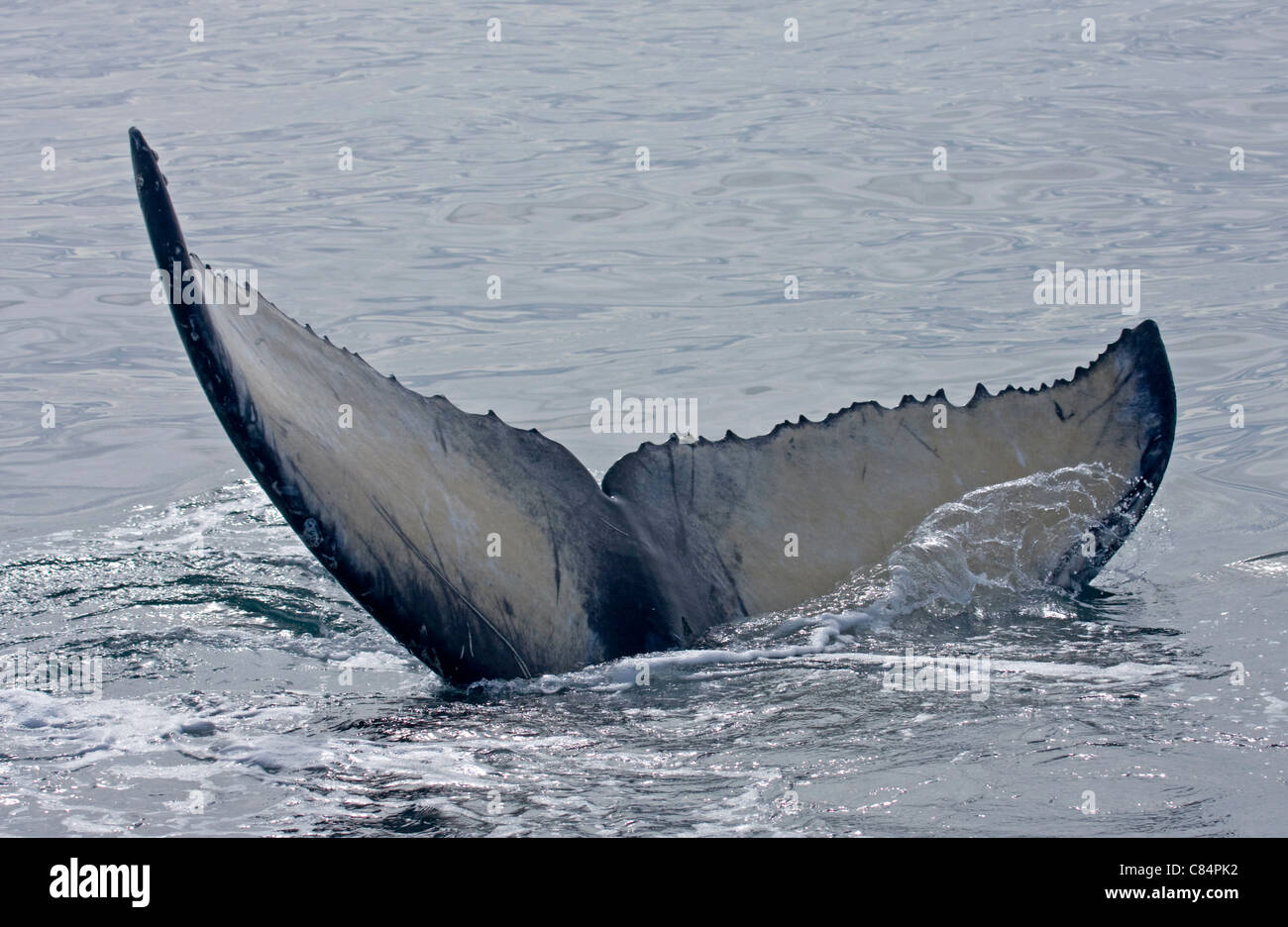 Fluke di Humpback Whale (Megaptera novaeangliae) Foto Stock