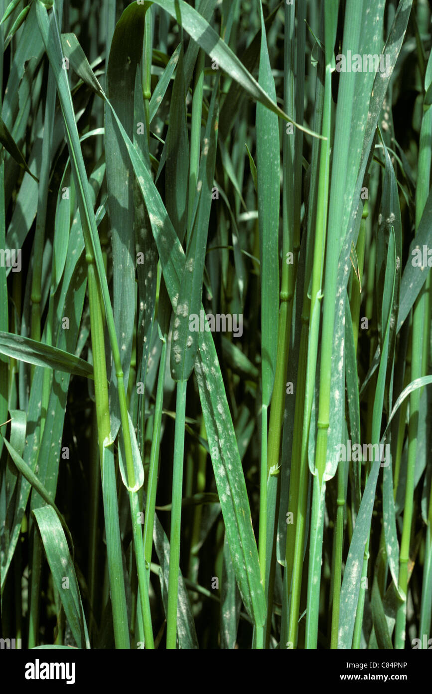 Oidio (Erysiphe graminis) infezione di avena Prodotto Foto Stock