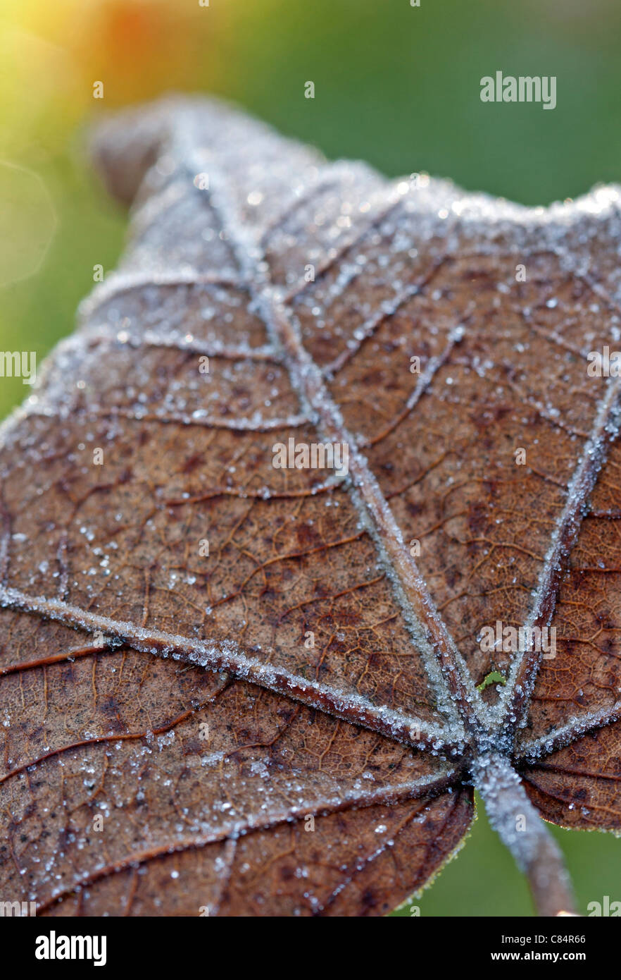 Foglie di autunno con brina Foto Stock