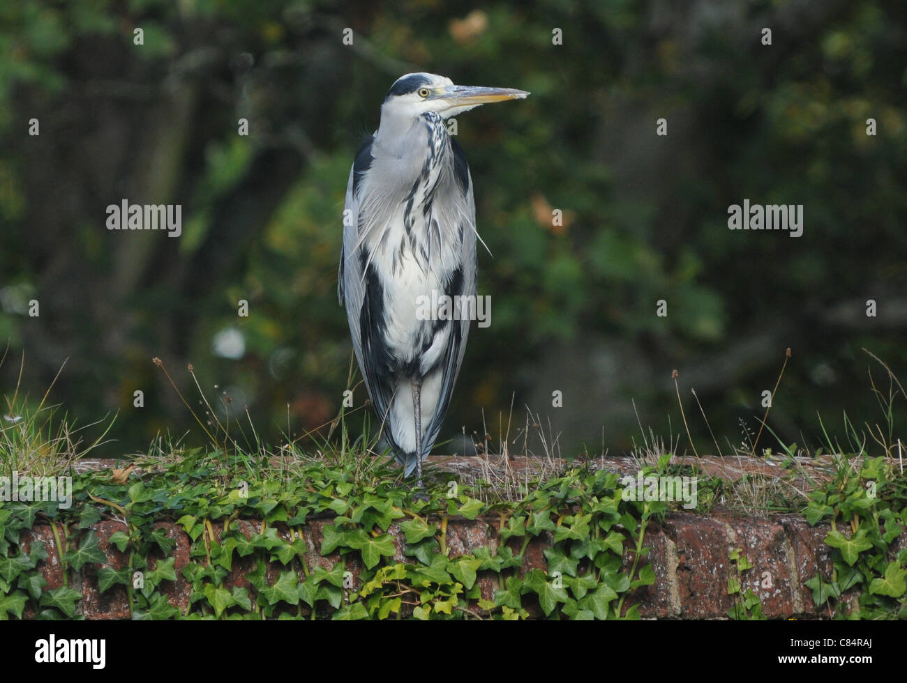 Airone cenerino in appoggio sulla coperta di edera merli DI FORT BROCKHURST, Gosport, Hampshire Foto Stock