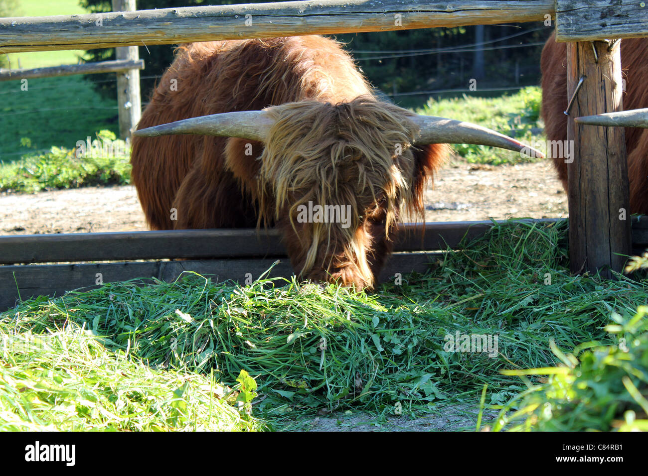 Hochlandrind | Highland bovini Foto Stock