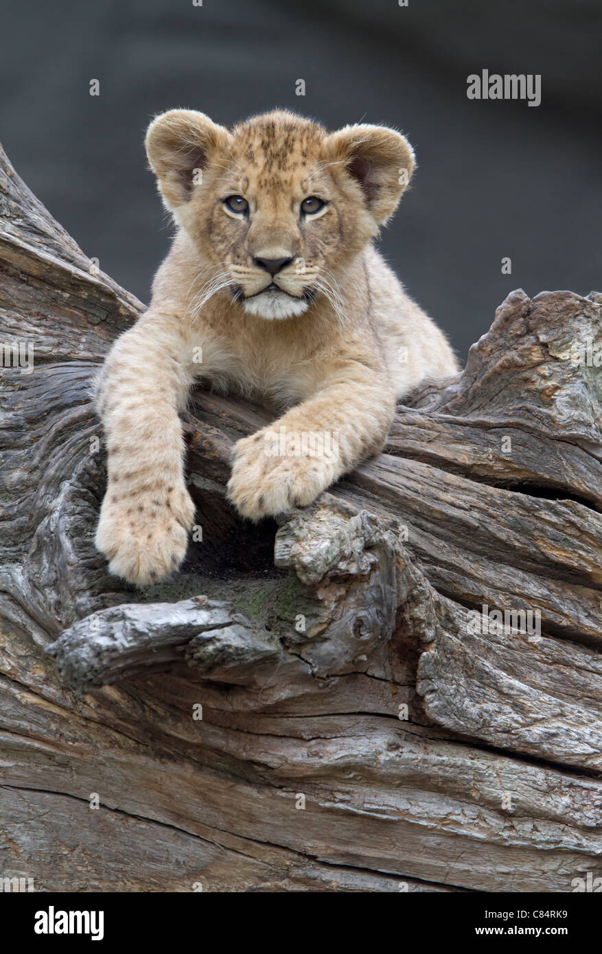 I Lions ( Panthera leo) Foto Stock