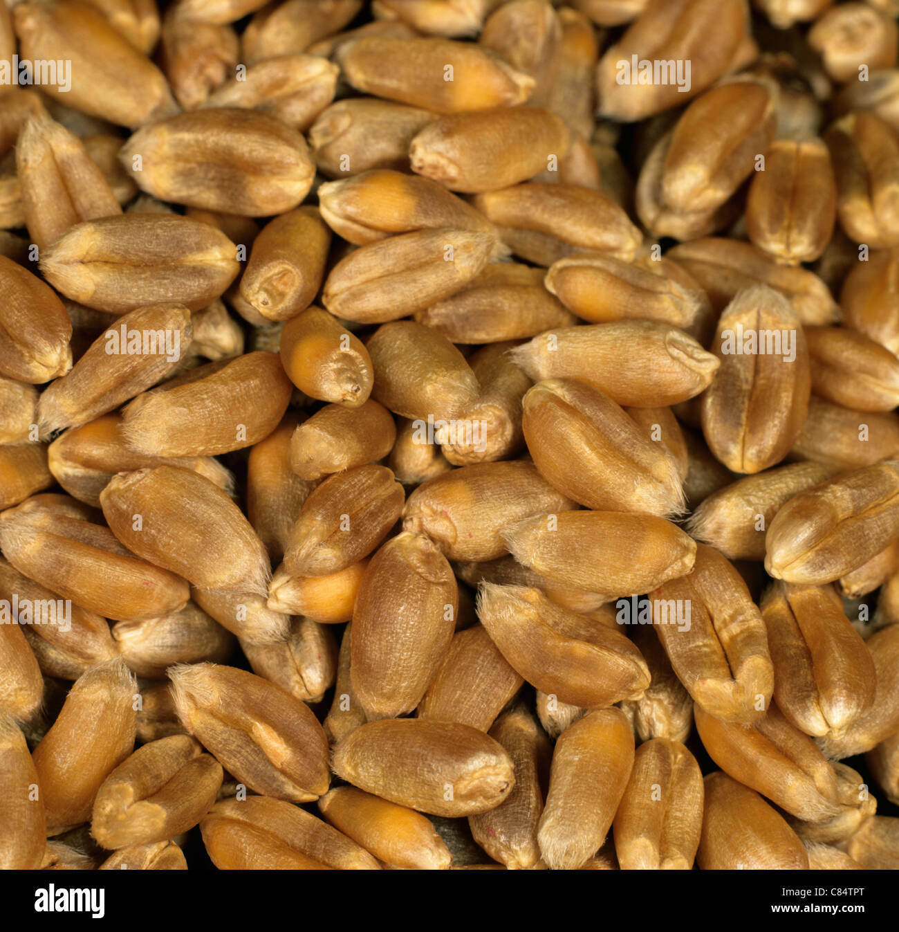 Chicco di grano o di sementi Foto Stock