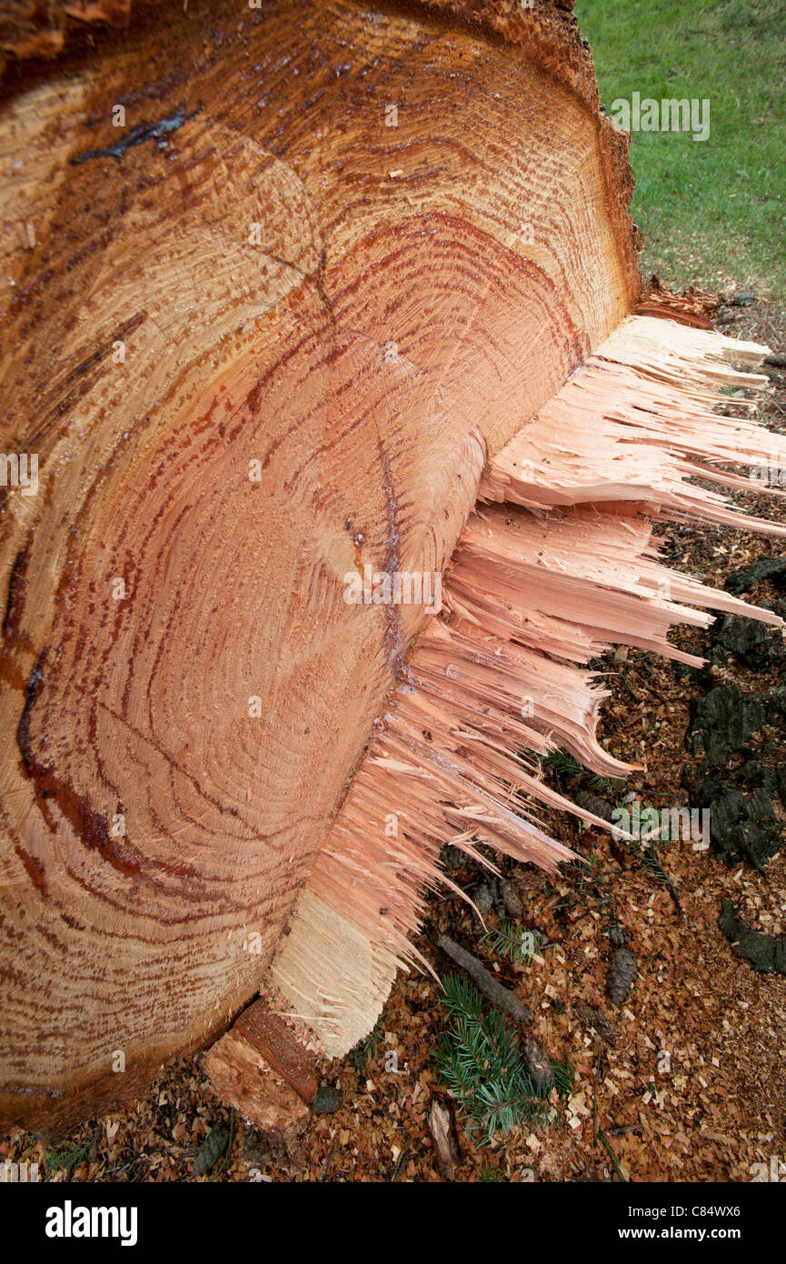 Troncone di albero anziano Foto Stock