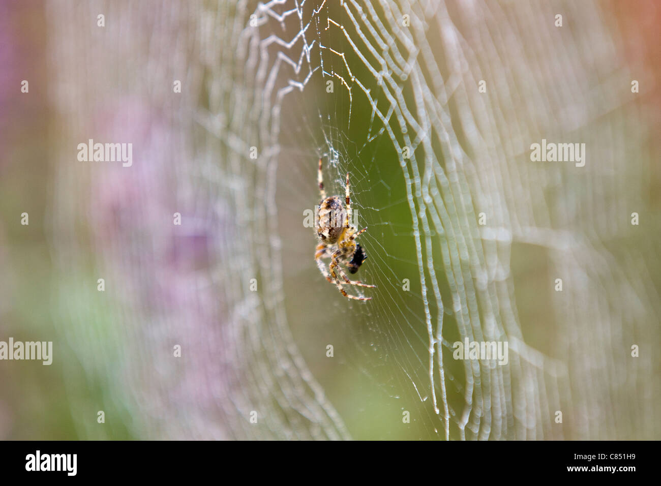 Web Spider Foto Stock