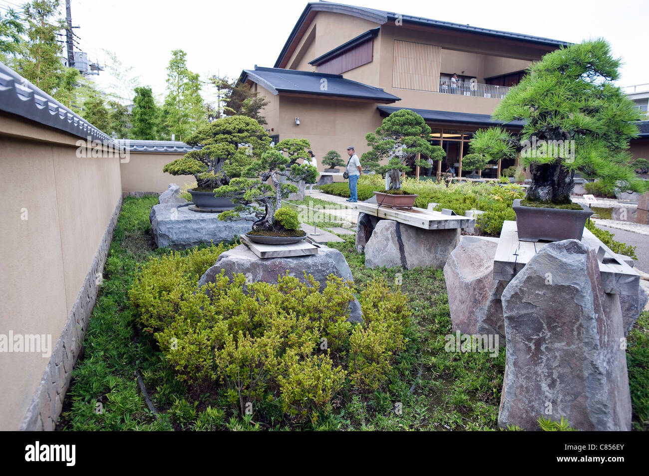 Un uomo guarda ad alberi di bonsai sul display a Saitama Omiya Bonsai Museum of Art di Saitama, Giappone Foto Stock