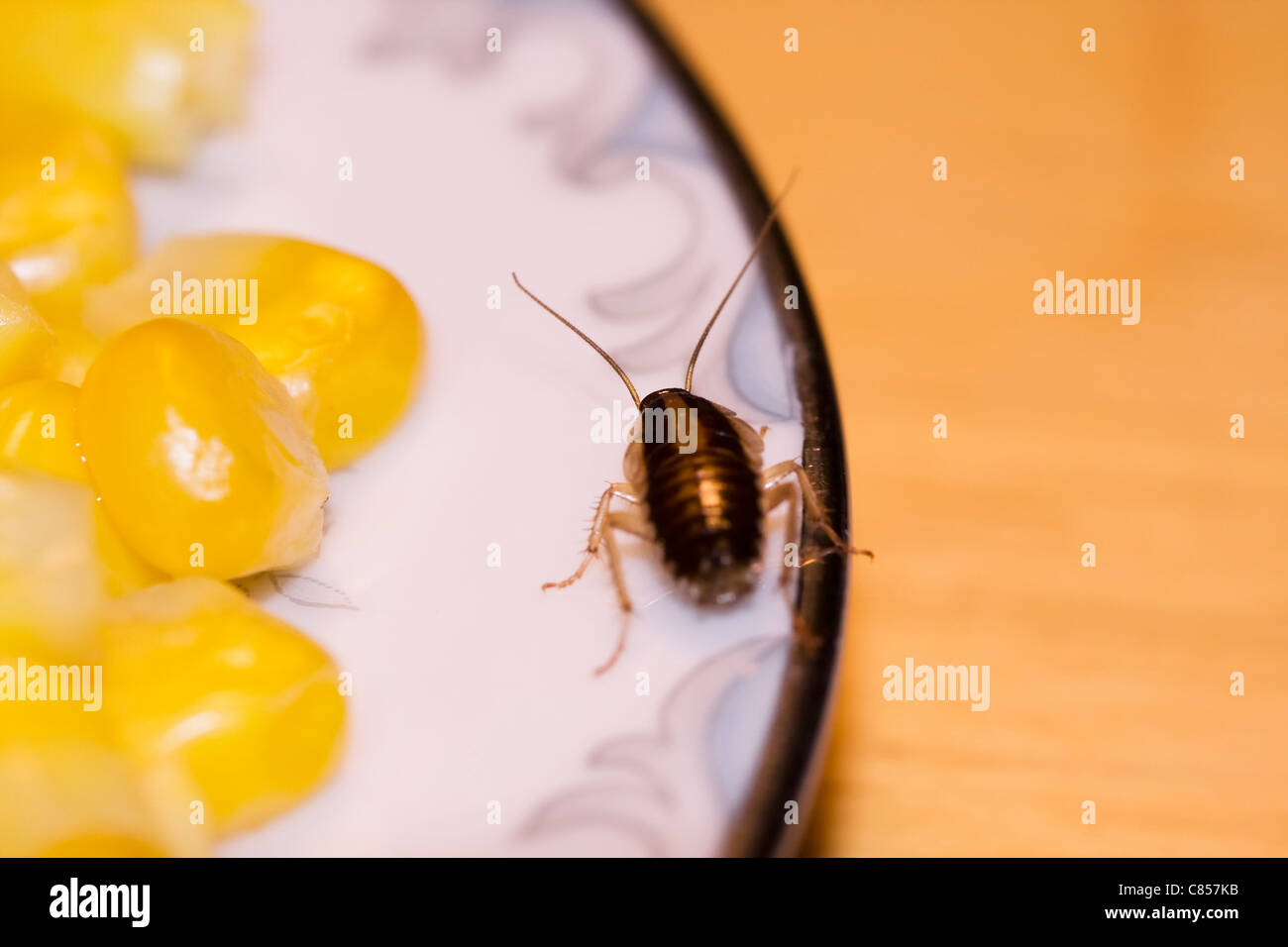 Tedesco scarafaggio camminando su un oro cena bordati di piastra con mais giallo Foto Stock
