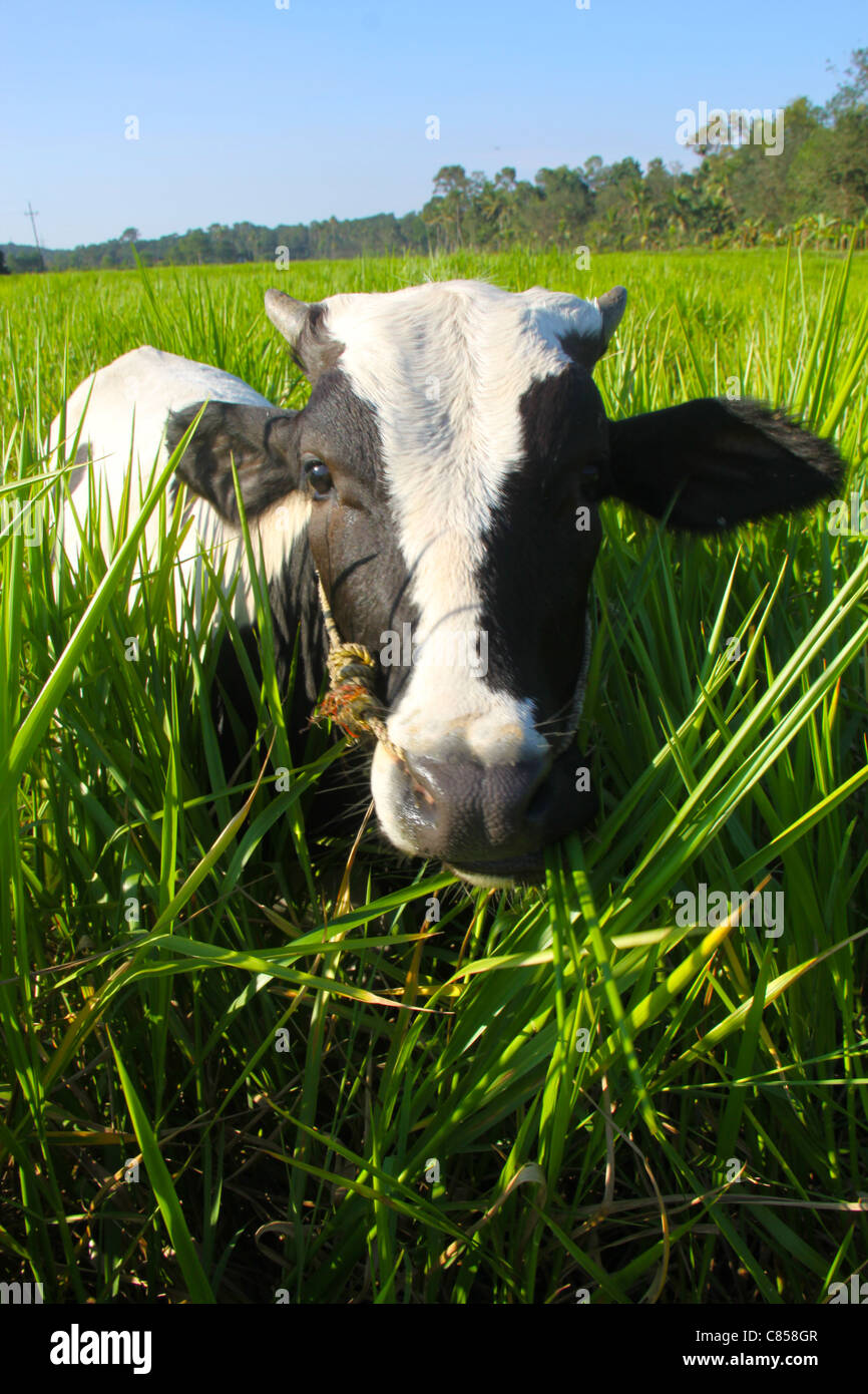 In bianco e nero di razza jersey mucca in erba verde Foto Stock