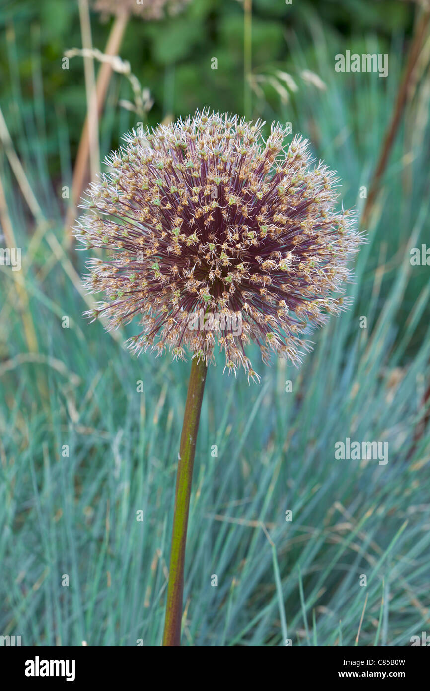 Allo sbiadimento Allium hollandicum ,l'Inghilterra. Foto Stock