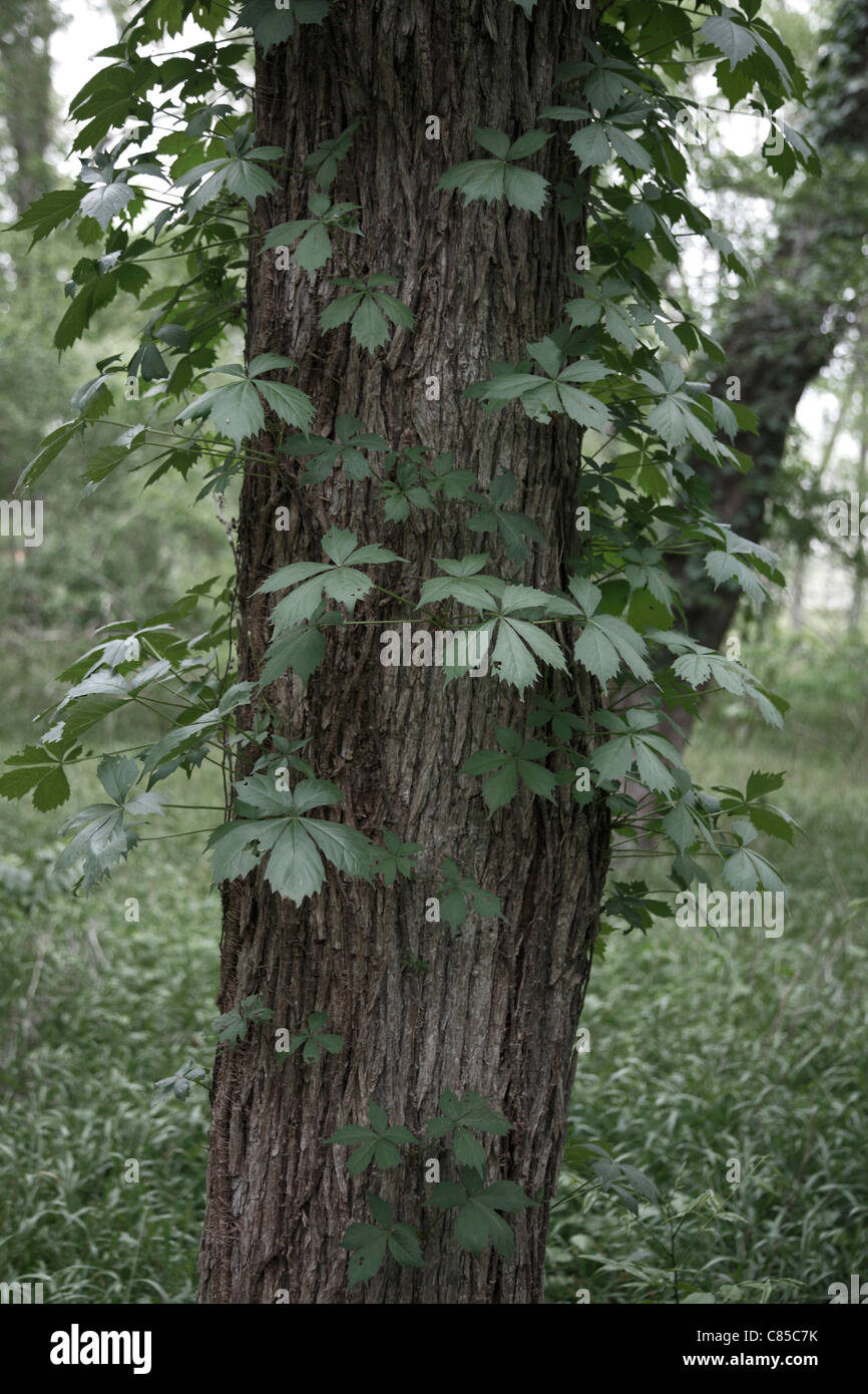 Close-up di tronco di albero, Stephen F Austin Park, Sealy, Texas, Stati Uniti d'America Foto Stock