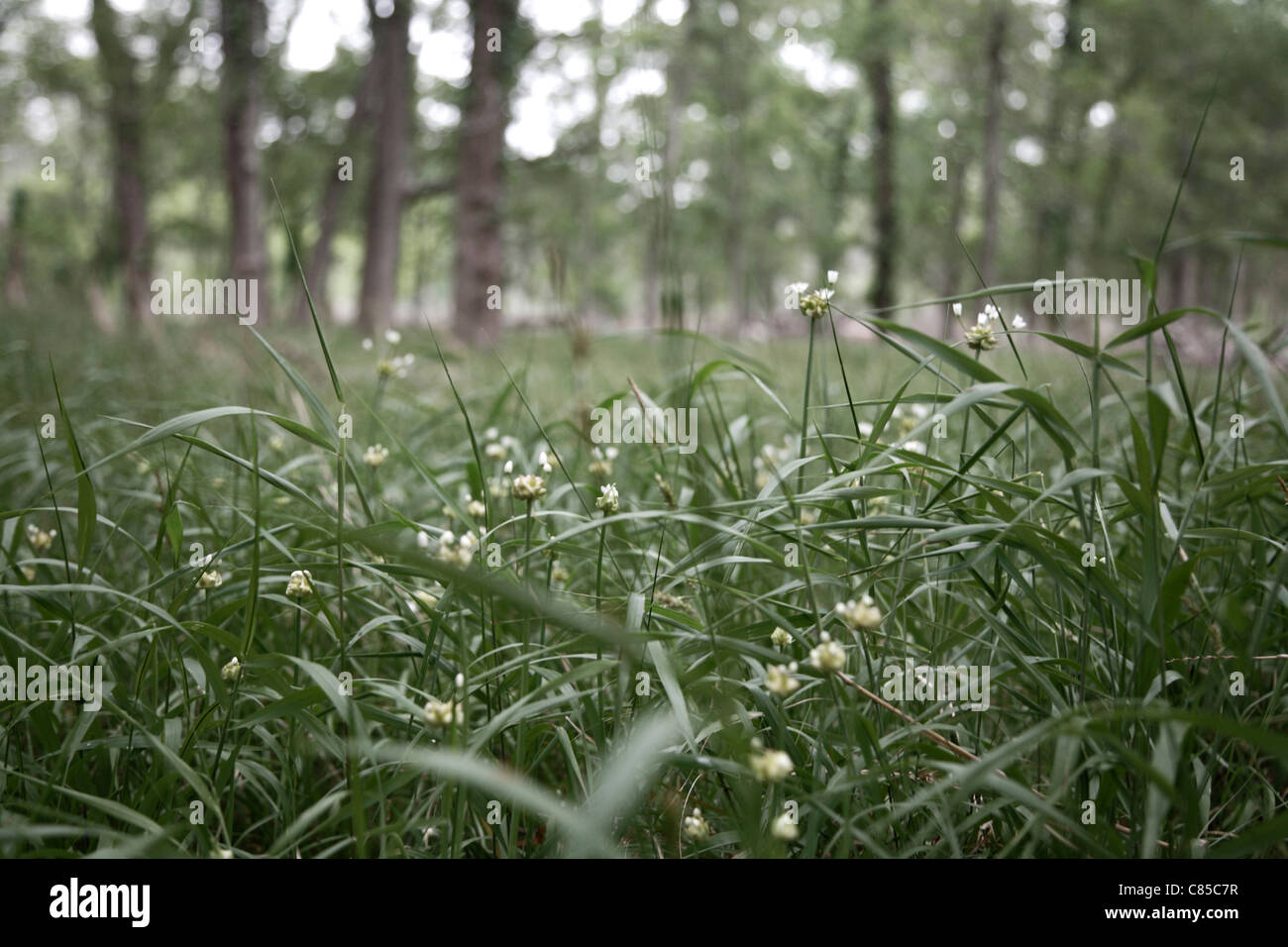 Close-up di campo di erba, Stephen F. Austin Park, Sealy, Texas, Stati Uniti d'America Foto Stock
