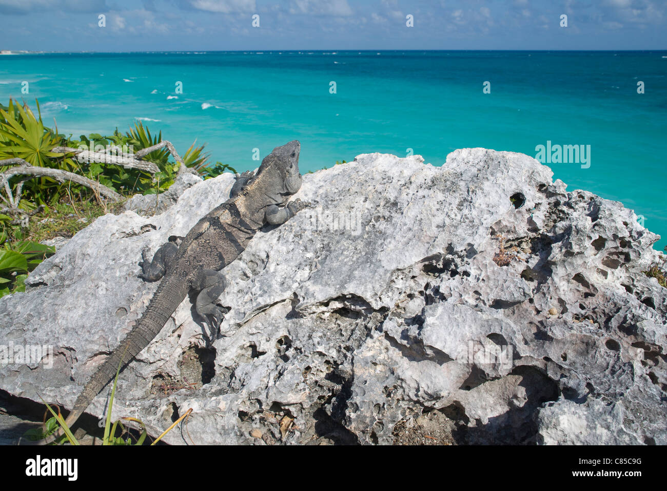 Iguana, Reef Playacar Resort and Spa Hotel a Playa del Carmen, Quintana Roo, la penisola dello Yucatan, Messico Foto Stock