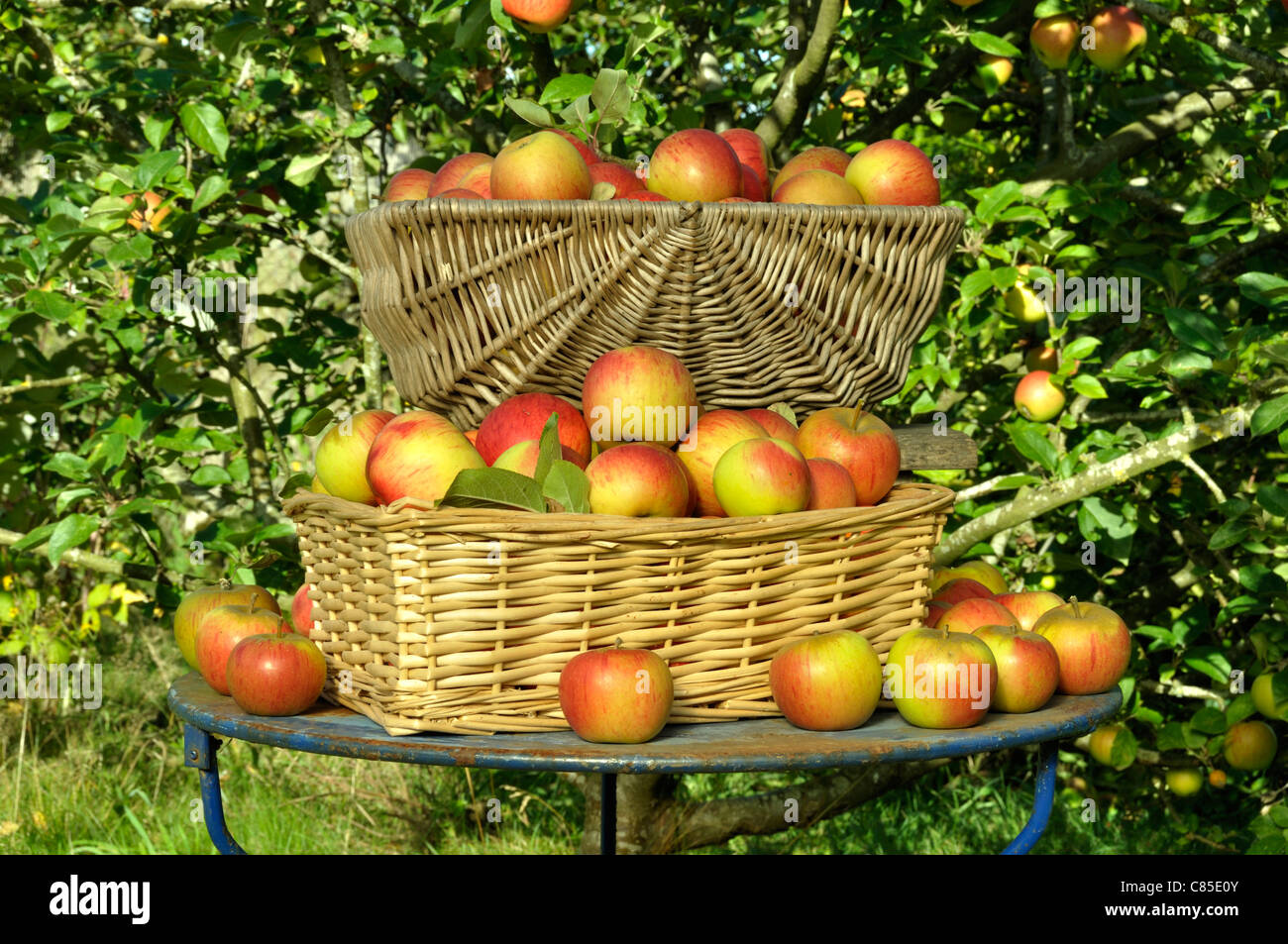 Apple raccolta : Regina Pippin (malus domestica), Suzanne 's giardino, Le Pas, Mayenne, Pays de la Loire, Francia. Foto Stock