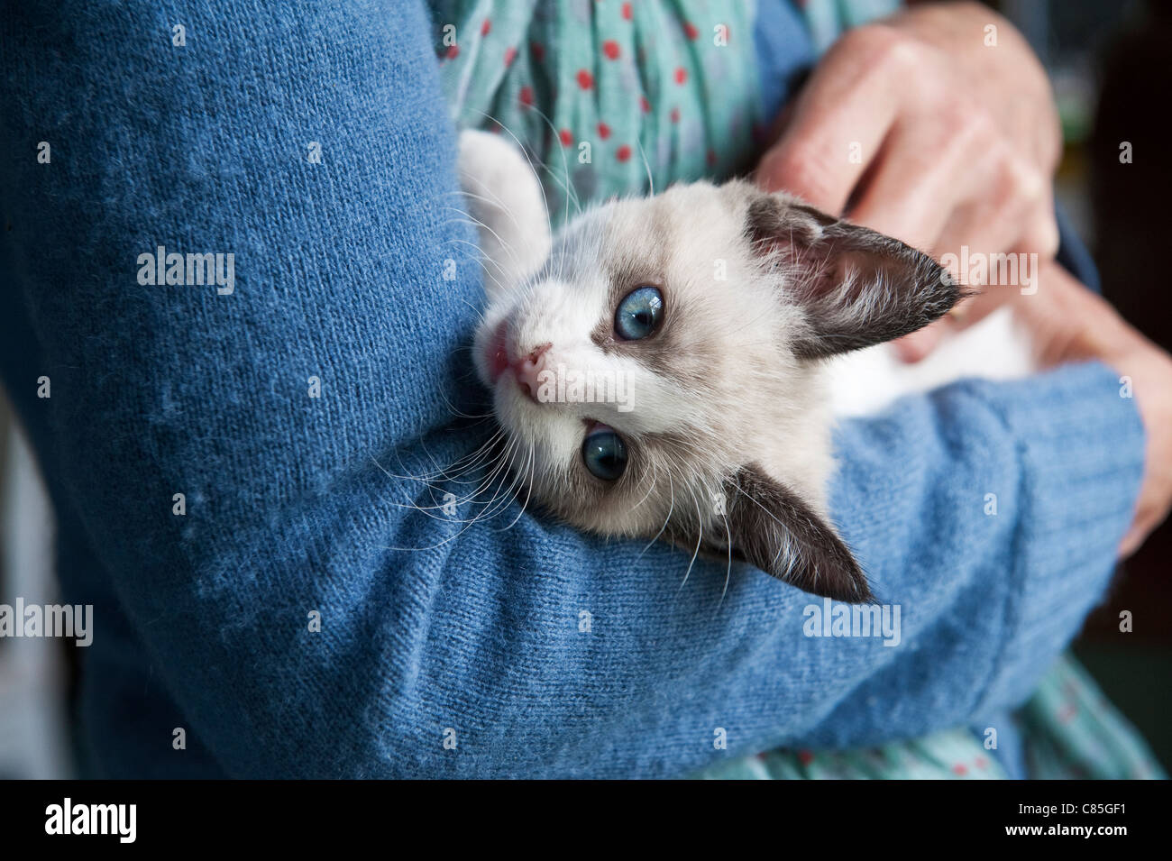 Un blue eyed gattino rilassante mentre viene trattenuto in posizione di fine corsa e da una donna in maglia blu Foto Stock