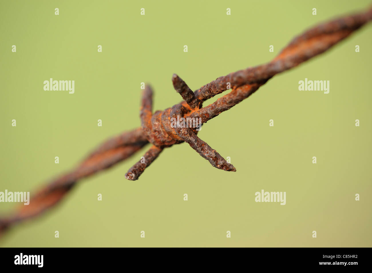 Rusty il filo spinato, Hesse, Germania Foto Stock