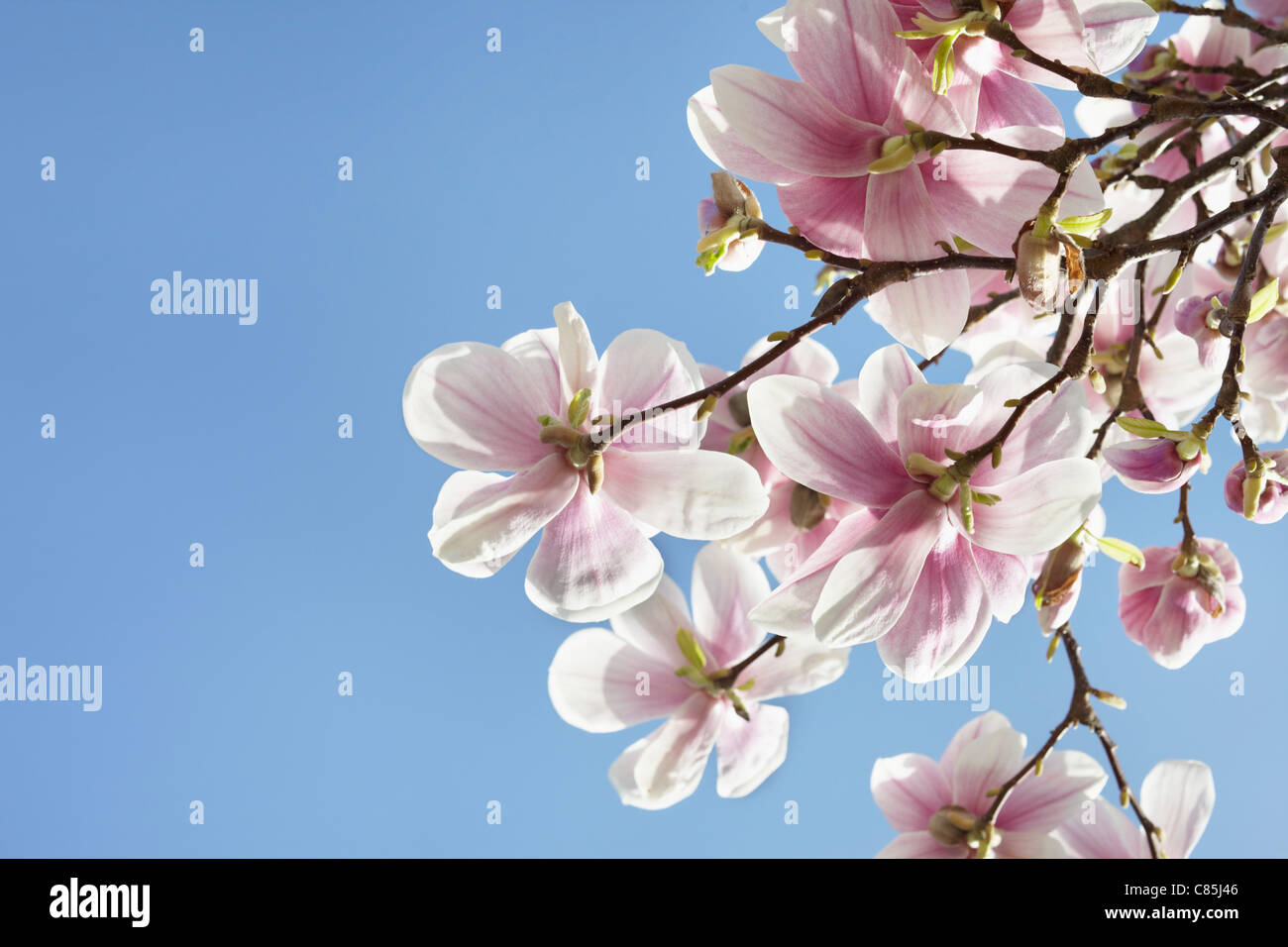 Fioritura Magnolia, Amburgo, Germania Foto Stock