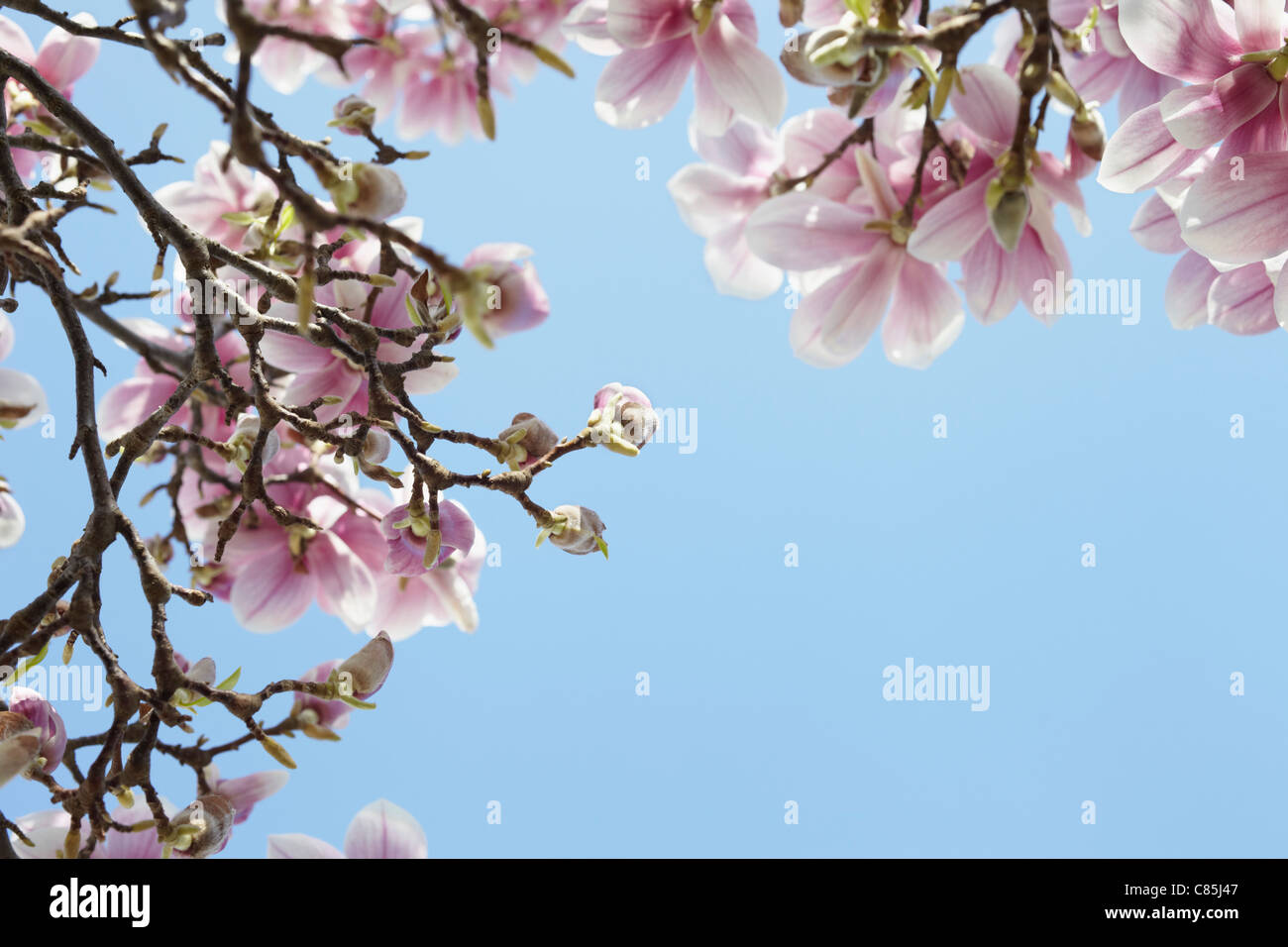 Fioritura Magnolia, Amburgo, Germania Foto Stock