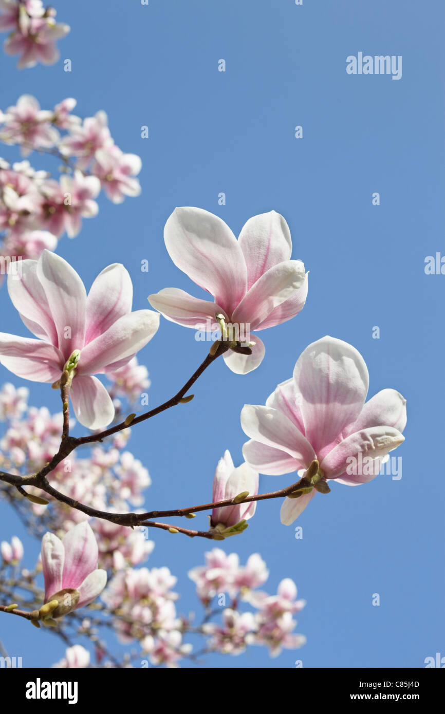 Fioritura Magnolia, Amburgo, Germania Foto Stock
