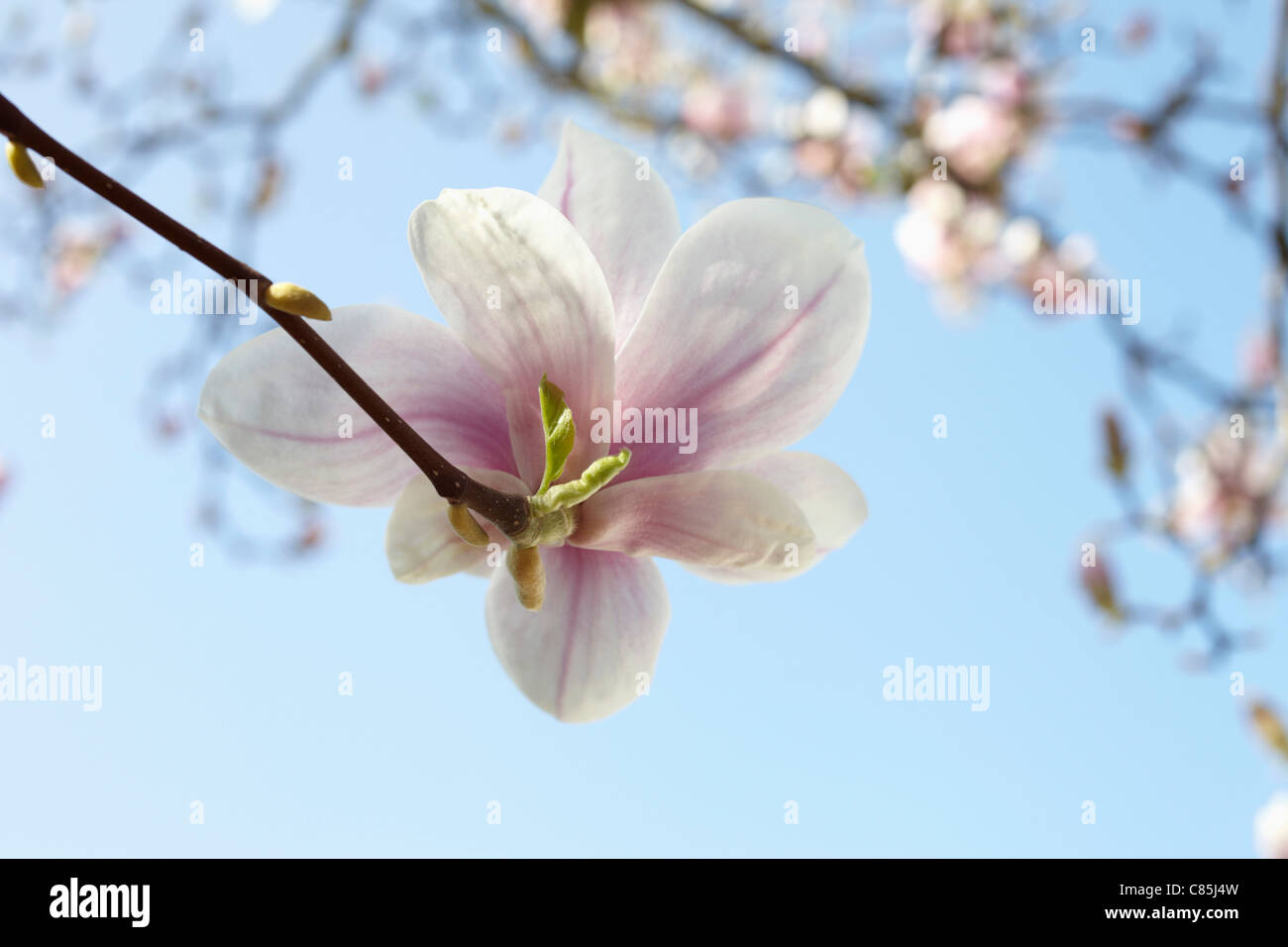 Fioritura Magnolia, Amburgo, Germania Foto Stock