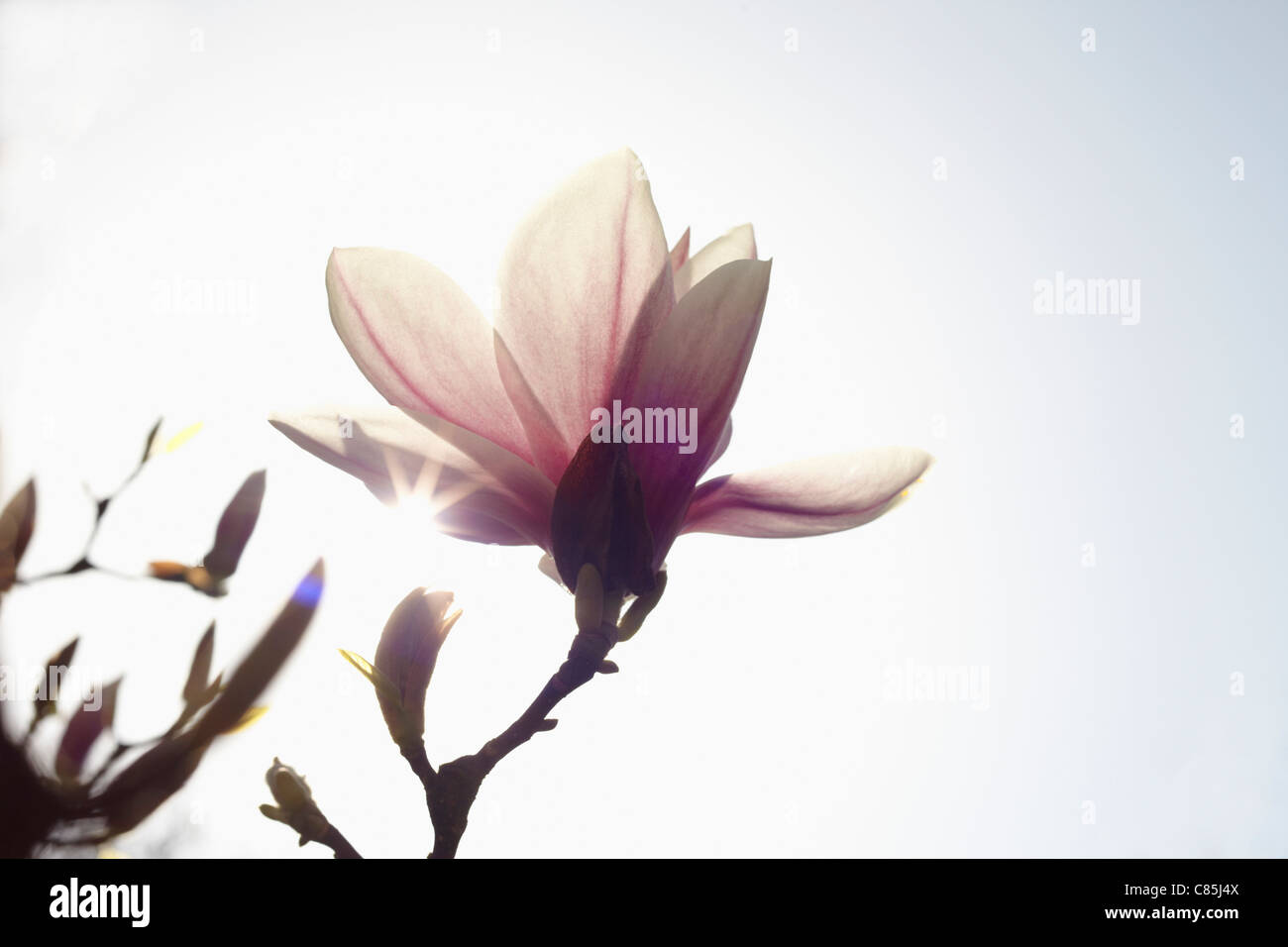 Fioritura Magnolia, Amburgo, Germania Foto Stock