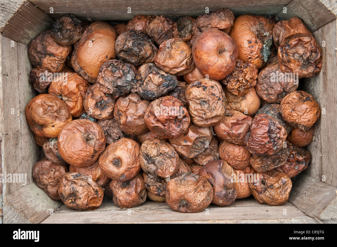 Una scatola piena di mele marcio, Regno Unito Foto Stock