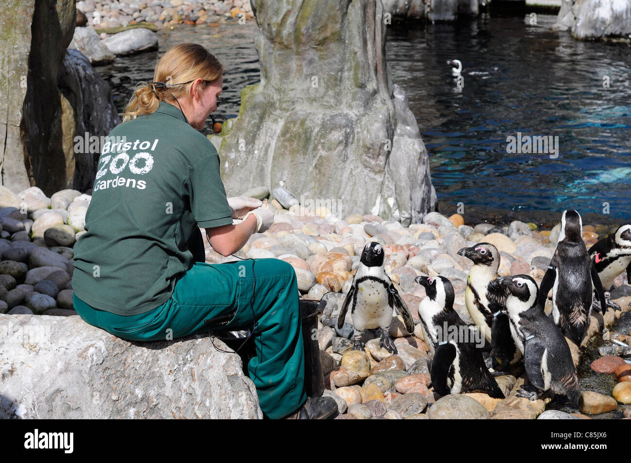 Custode dello zoo di Bristol Zoo penguin enclosure alimenta i pinguini pur offrendo una presentazione. Foto Stock