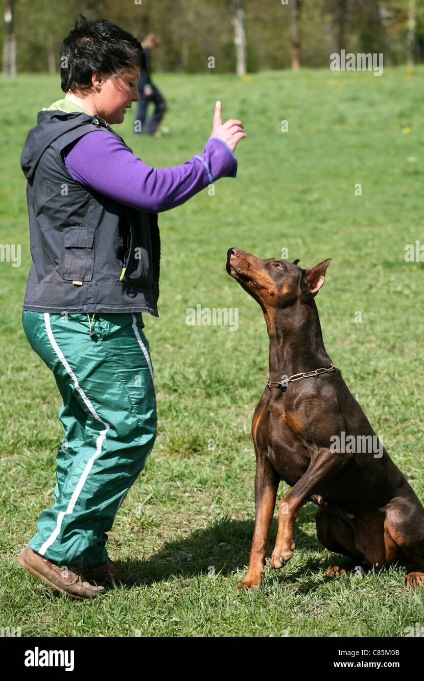 Addestramento del cane. Doberman Foto Stock Addestramento del cane. Doberman Foto Stock
