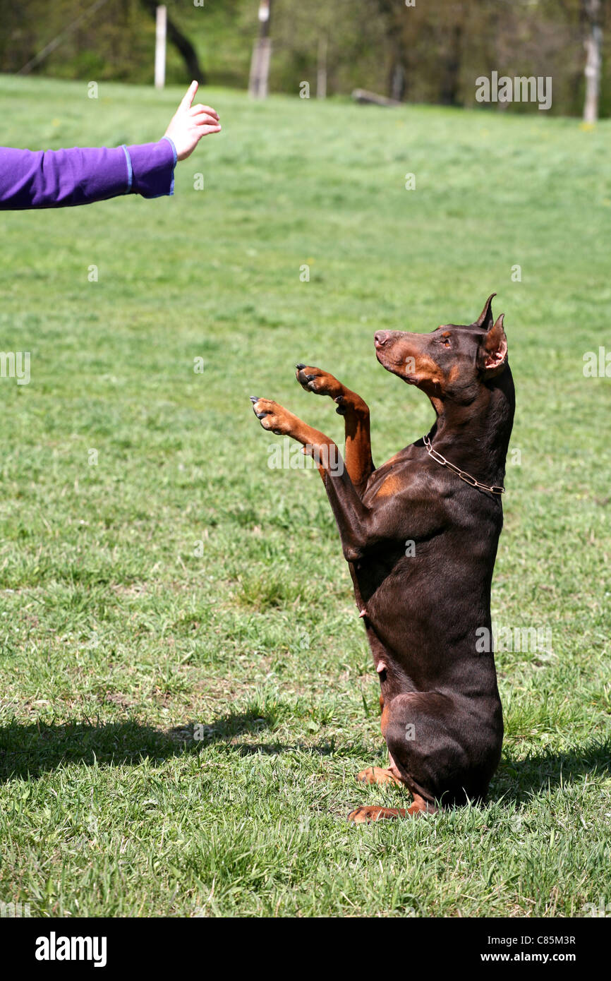 Addestramento del cane, doberman. Foto Stock Addestramento del cane, doberman. Foto Stock