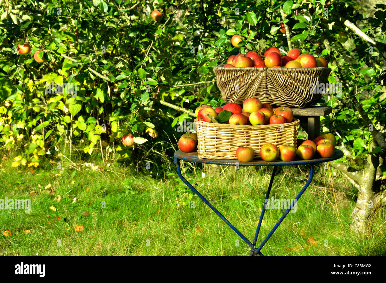 Apple raccolta : Regina Pippin (malus domestica), Suzanne 's giardino, Le Pas, Mayenne, Pays de la Loire, Francia. Foto Stock