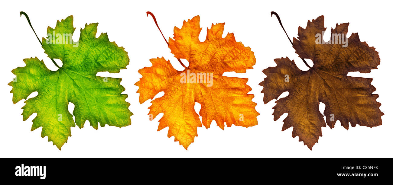 Tre diverse foglie di autunno isolato su bianco, bellissima natura,immagine  concettuale del ciclo di vita Foto stock - Alamy