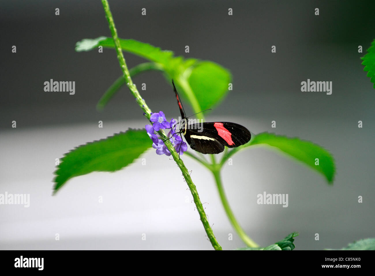 San Francisco - Accademia delle Scienze portalettere butterfly heliconius melpomeme Foto Stock