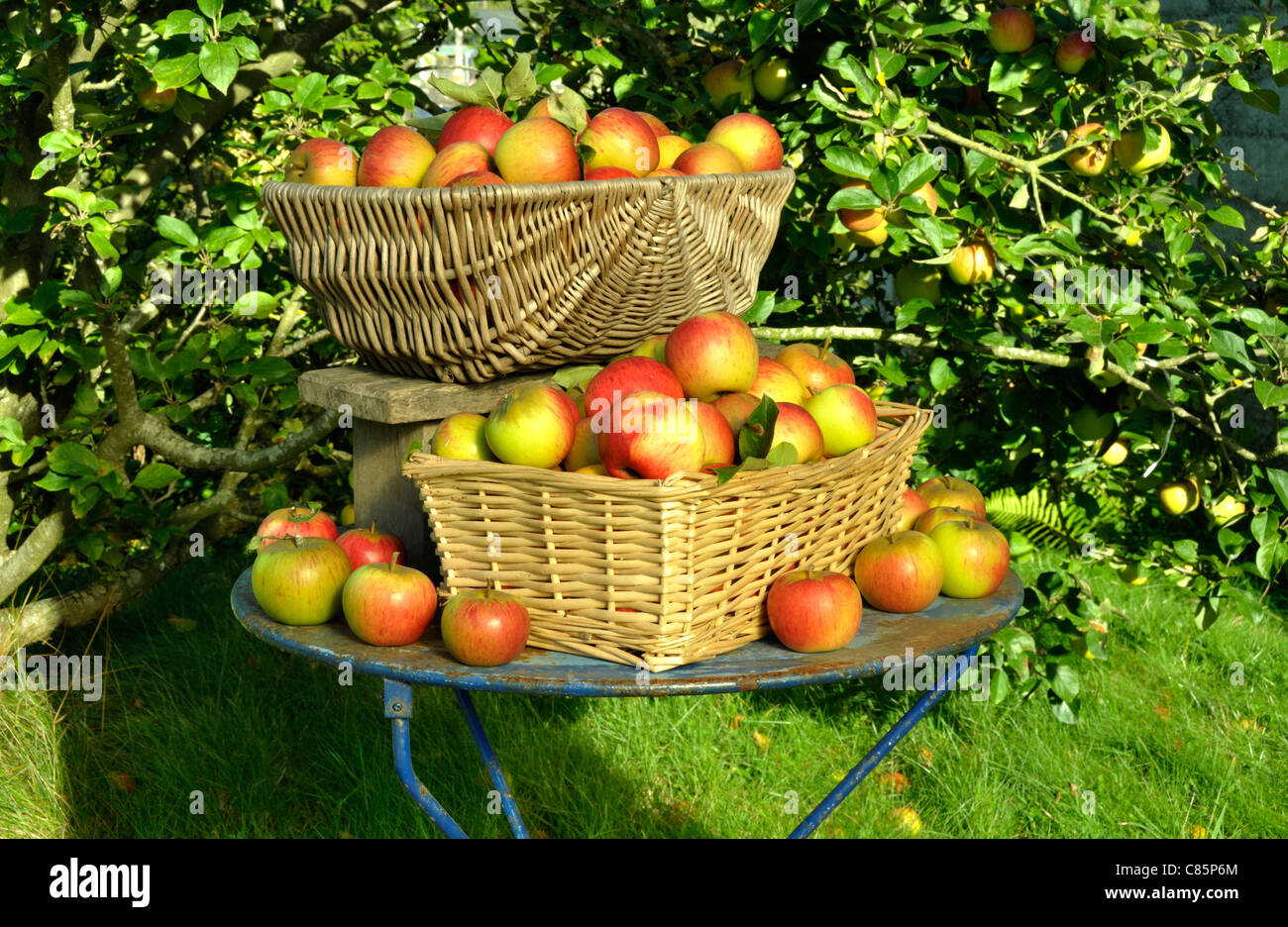 Il raccolto di mele : Regina Pippin (malus domestica), Suzanne 's giardino, Le Pas, Mayenne, Pays de la Loire, Francia. Foto Stock