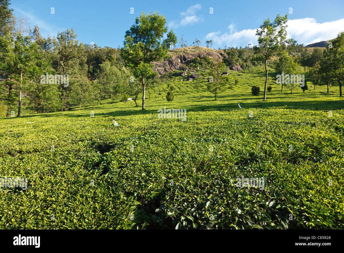 Le piantagioni di tè. Munnar Kerala, India Foto Stock