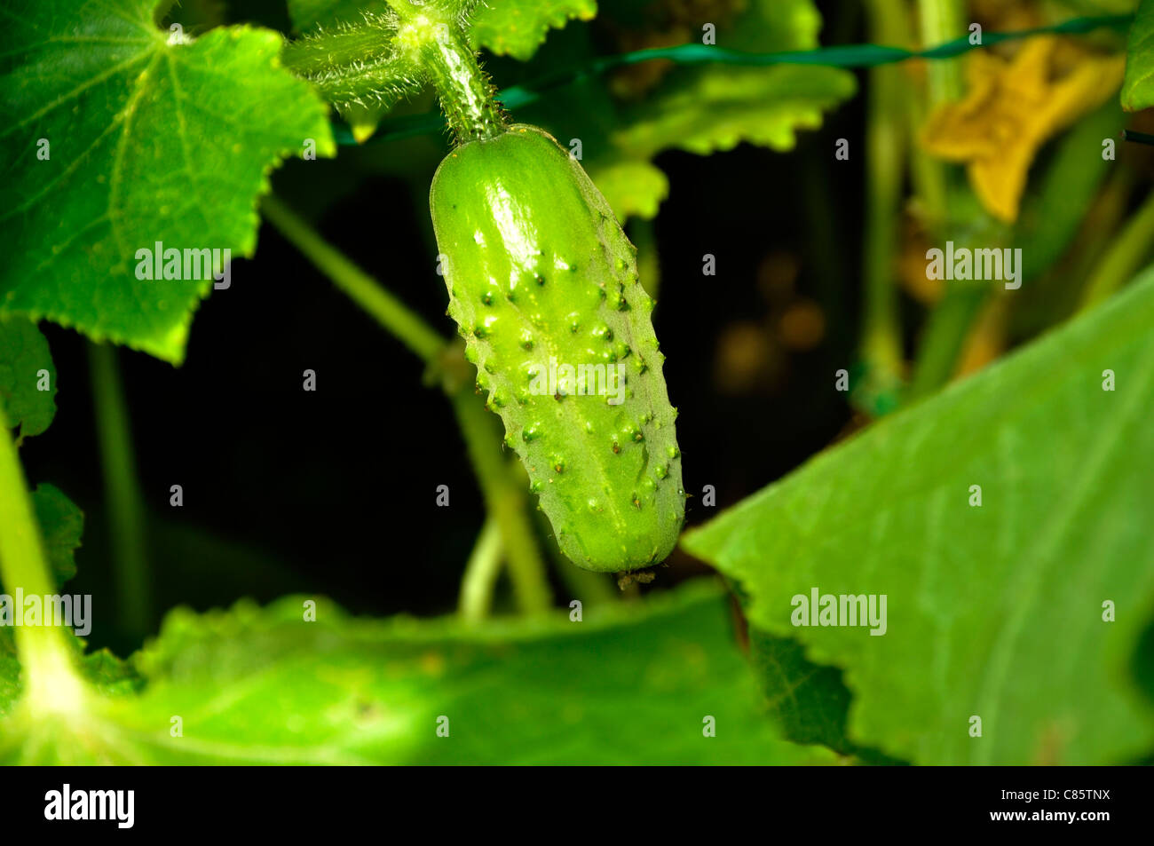 Mini cetriolo, varietà : 'Petit de Paris", Cucumis sativus. Foto Stock