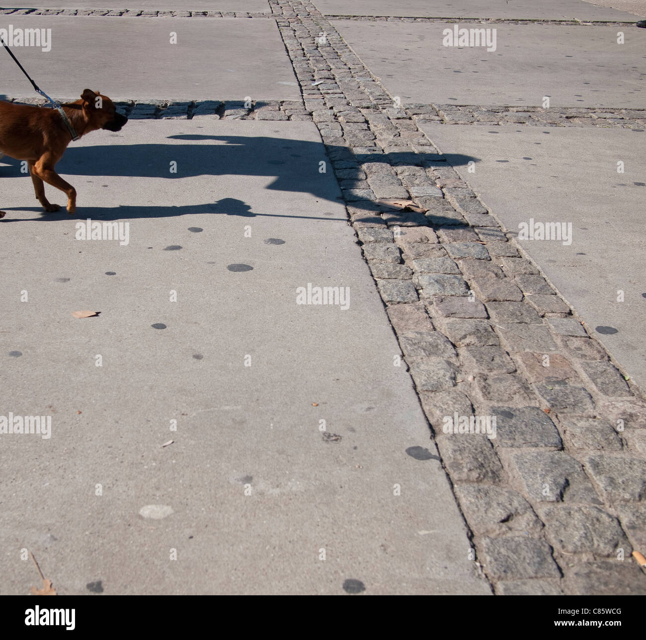 Cane e ombre, Barcellona Foto Stock