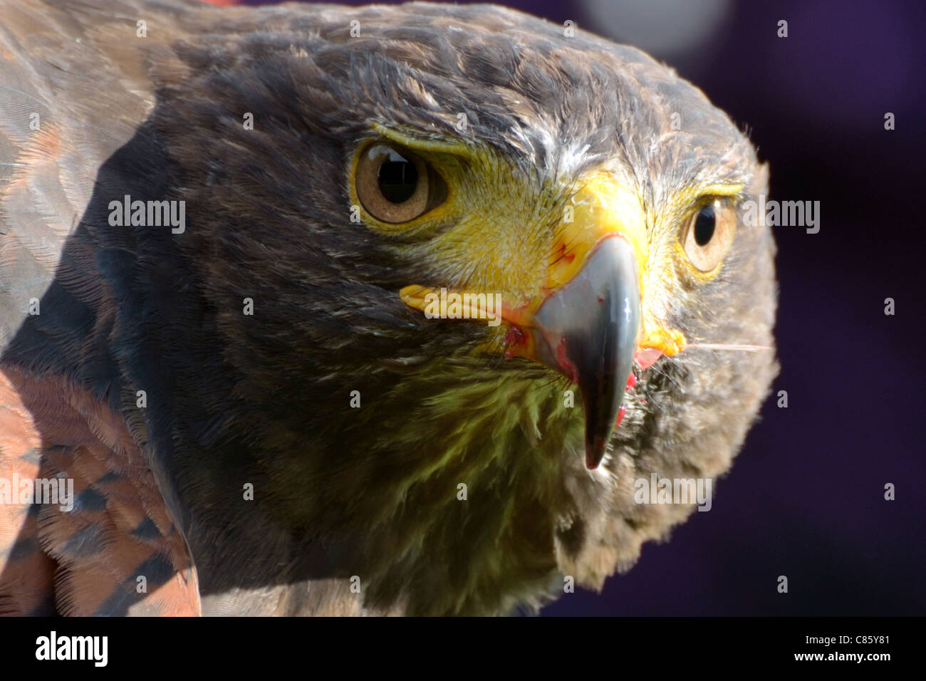 Harris Hawk (Bonney) - close up Foto Stock