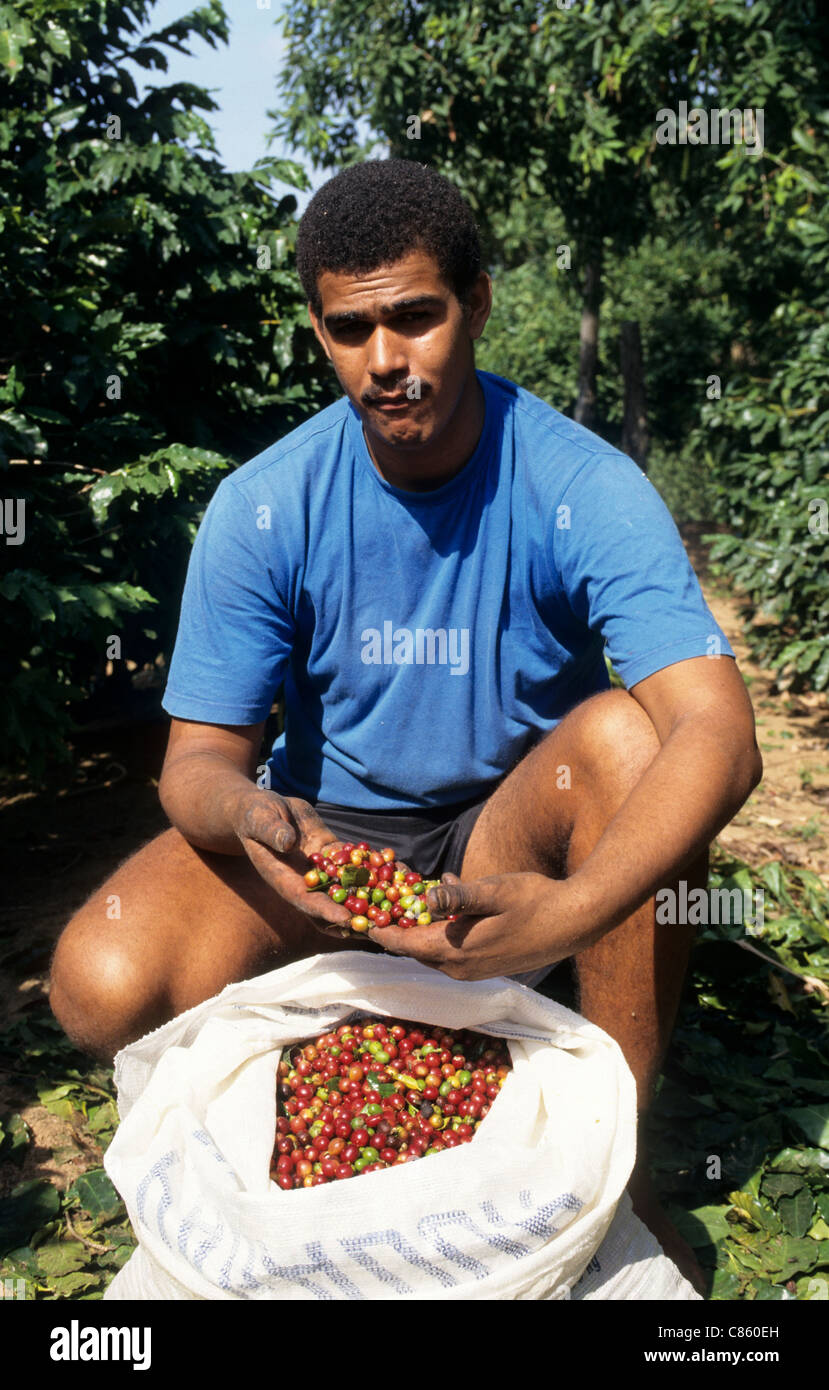 Stato di Rio de Janeiro, Brasile. Lavoratore di caffè con un sacchetto di appena raccolto i chicchi di caffè. Foto Stock