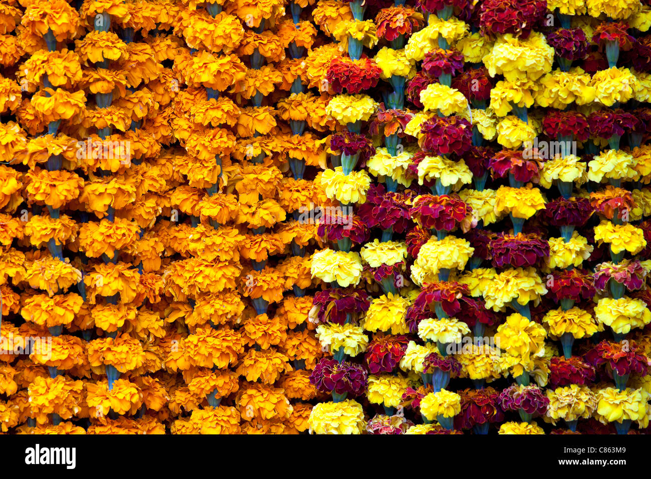 Krati Exports, 5 ghirlande di calendula da 1,5 m, decorazione indiana e americana, per feste di nozze, ghirlande artificiali per matrimoni, Diwali, fiori primaverili Giallo chiaro e giallo scuro