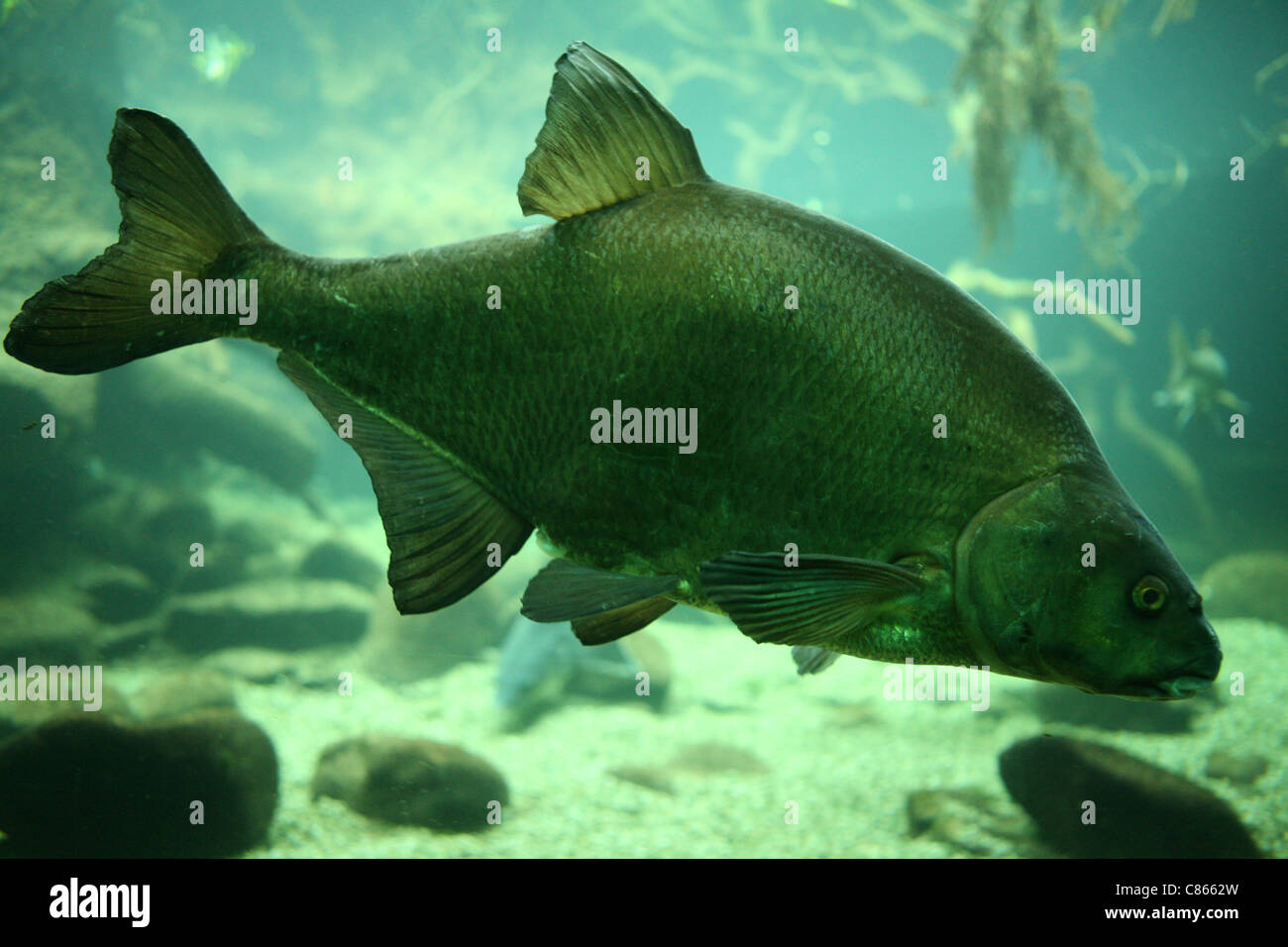 La carpa comune (Cyprinus carpio) presso lo Zoo di Basilea, Svizzera. Foto Stock