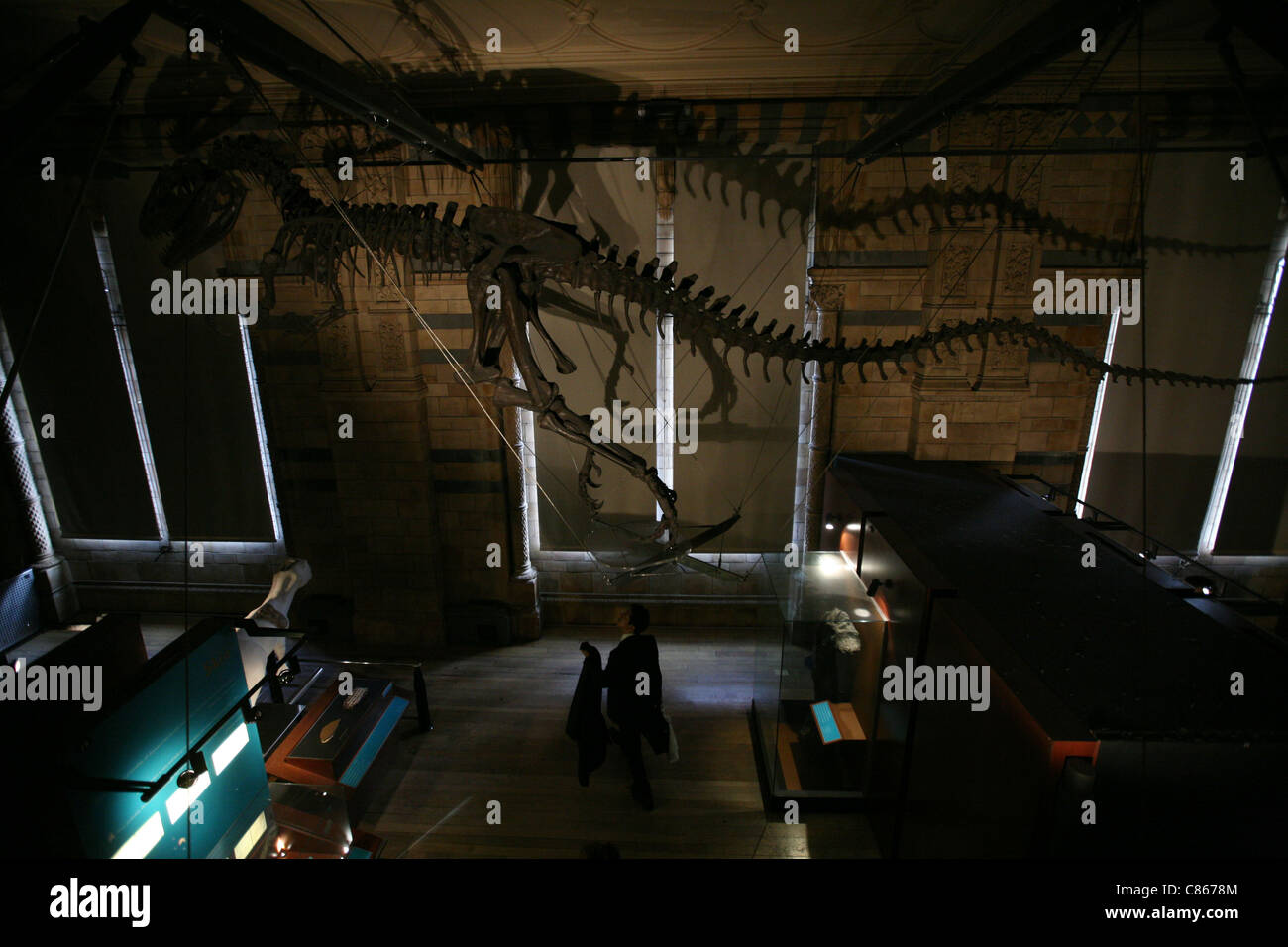 Scheletri di dinosauro visto presso il Museo di Storia Naturale di Londra, Inghilterra, Regno Unito. Foto Stock