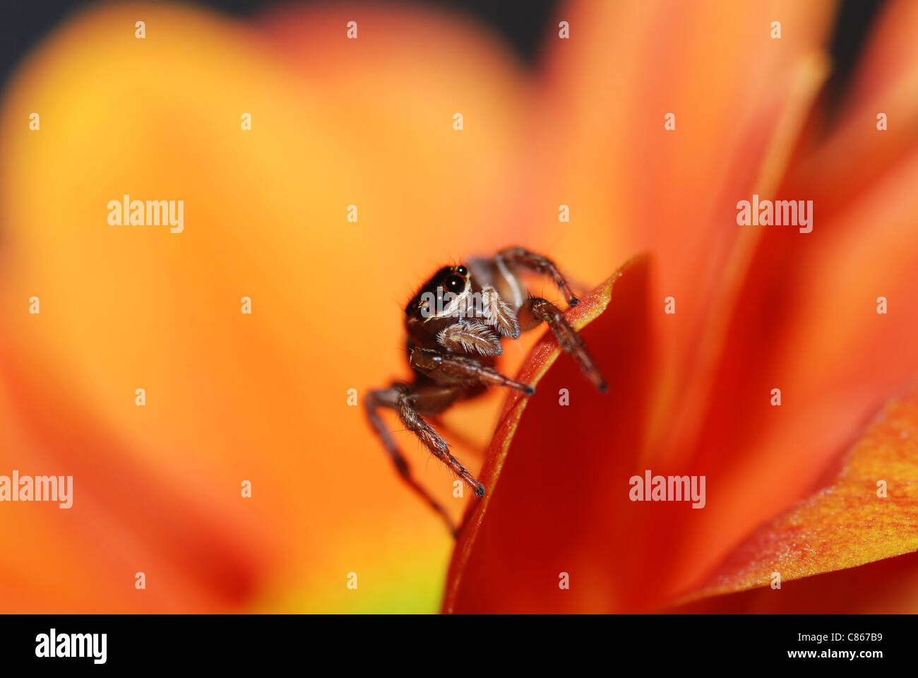 Jumping Spider sul fiore Foto Stock