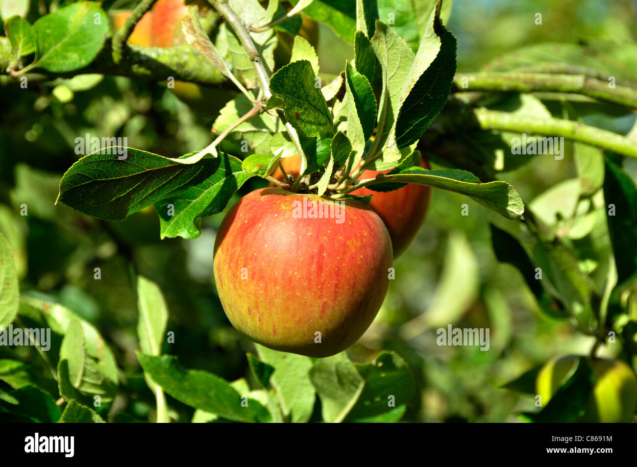 Le mele sulla filiale : Regina Pippin (malus domestica), Suzanne 's giardino, Le Pas, Mayenne, Pays de la Loire, Francia. Foto Stock