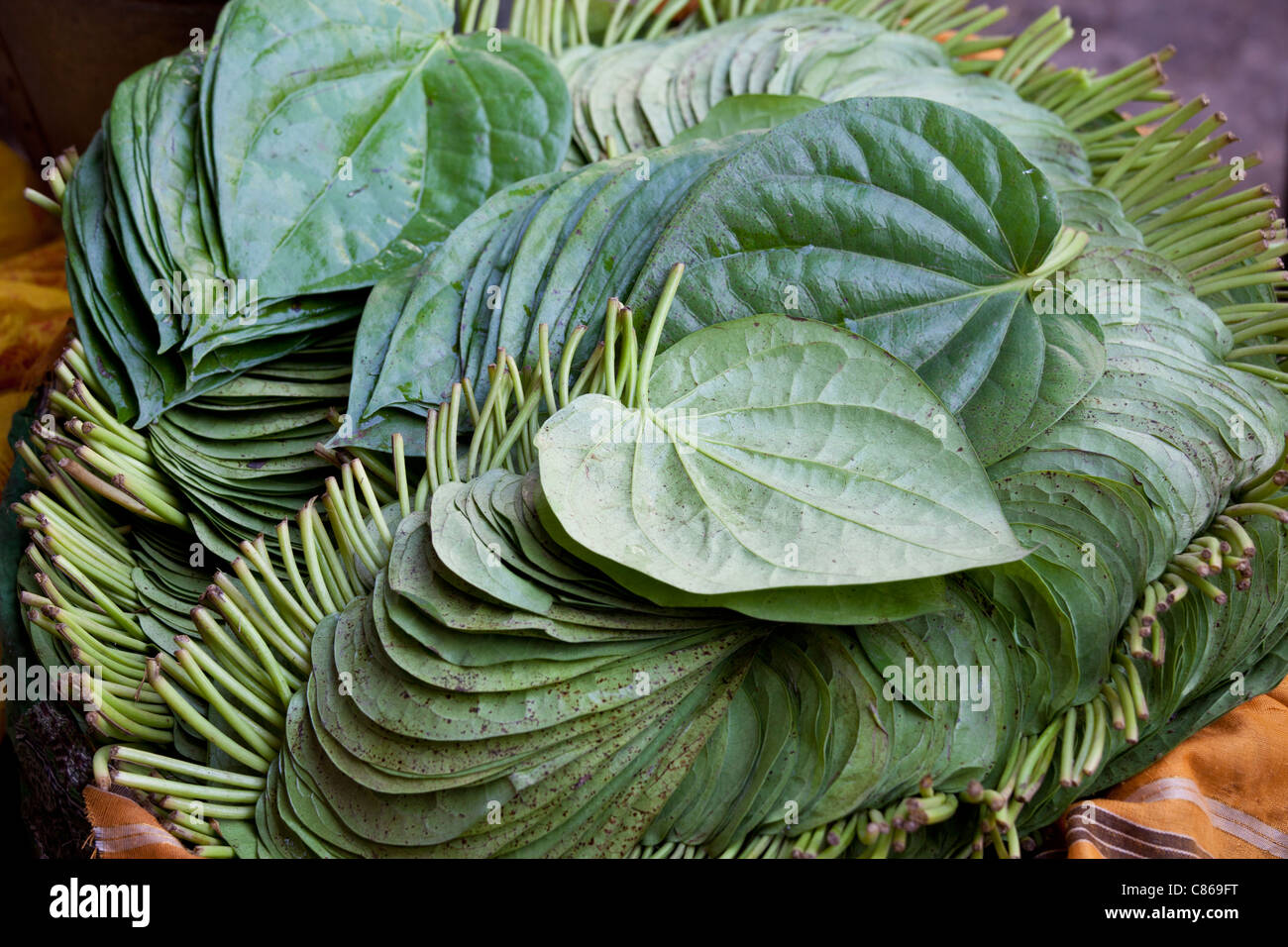 Foglie di Betel, Piper betle, in vendita per uso medicinale e come stimolante moderato nella Vecchia Delhi a Khari Baoli Spice Market, India Foto Stock