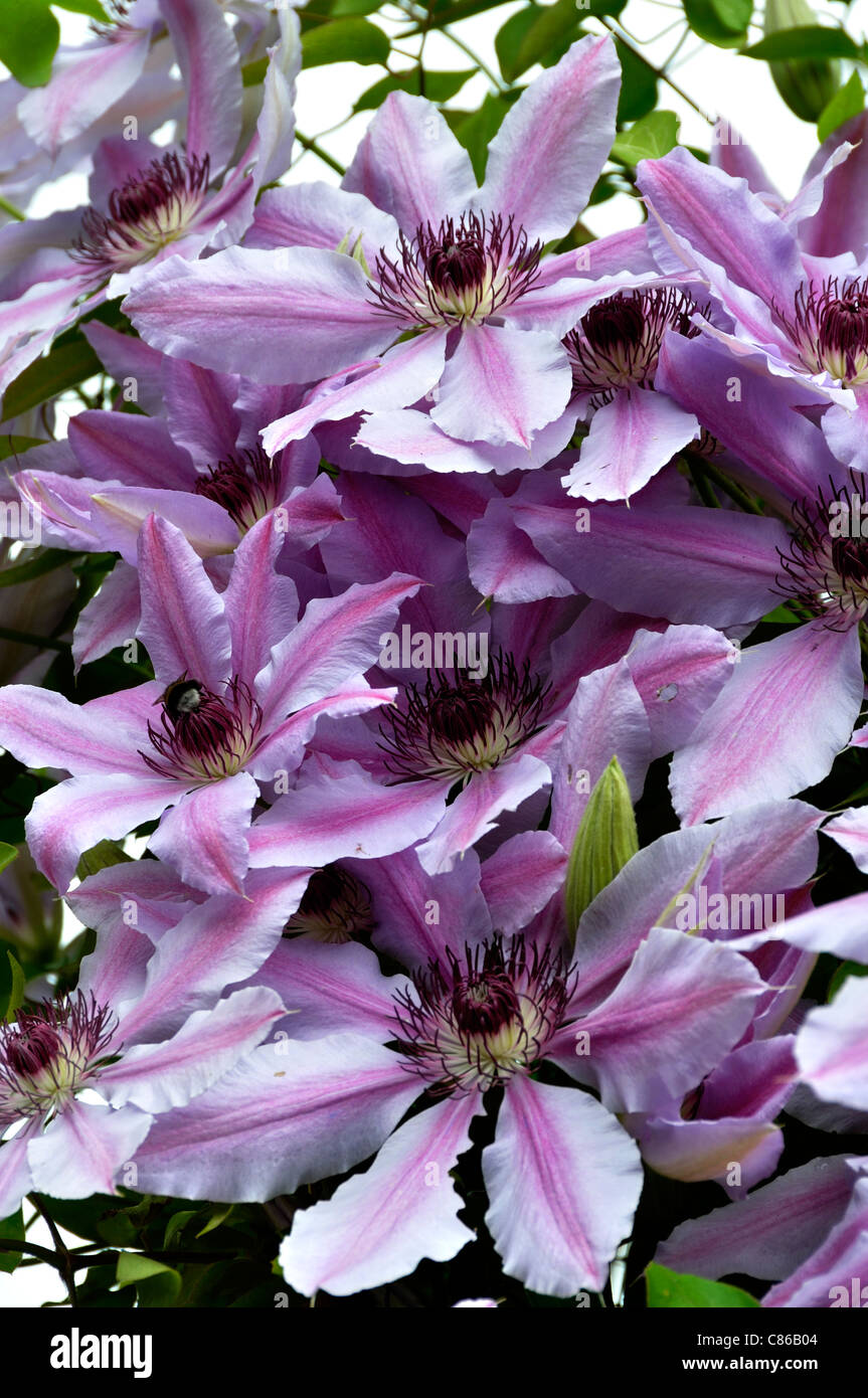 Clematis, pianta rampicante e perenne. Foto Stock