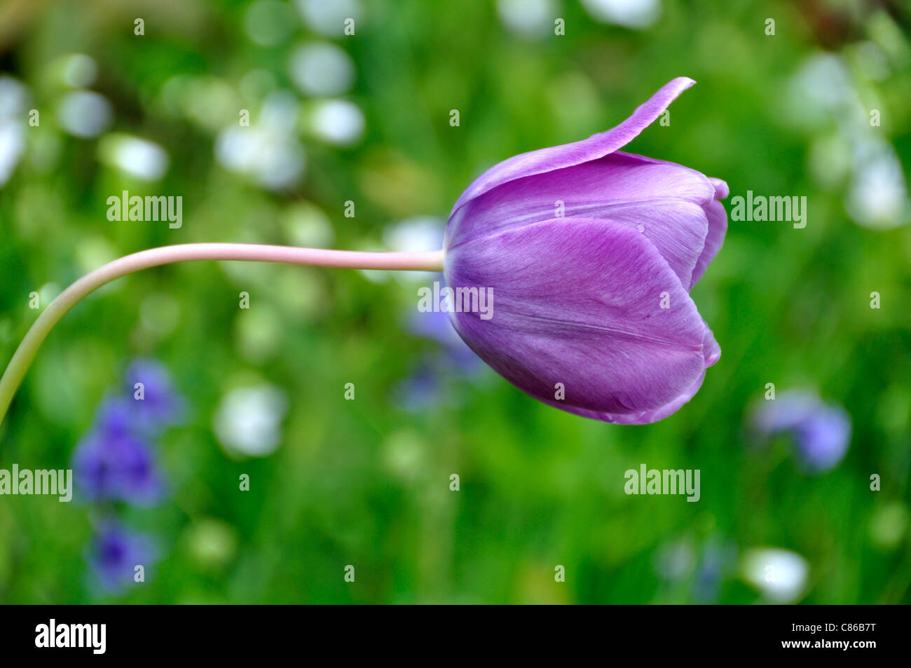 Tulipa Tulipa (sp) in fiore, con una schiena verde massa. Foto Stock