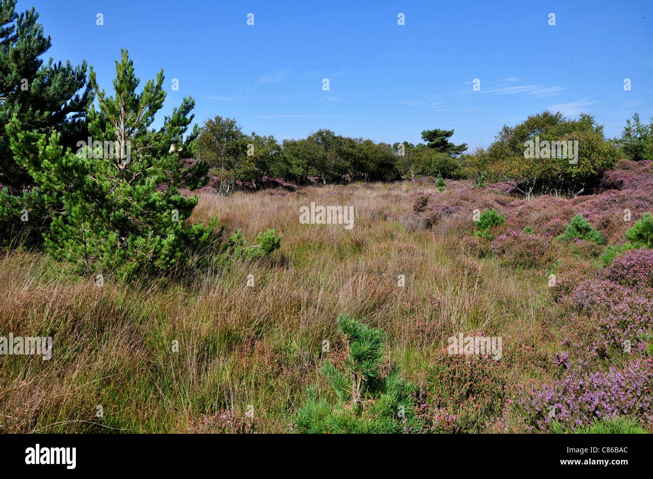 Una vista di Studland Heath Riserva Naturale Nazionale Dorset Regno Unito Foto Stock